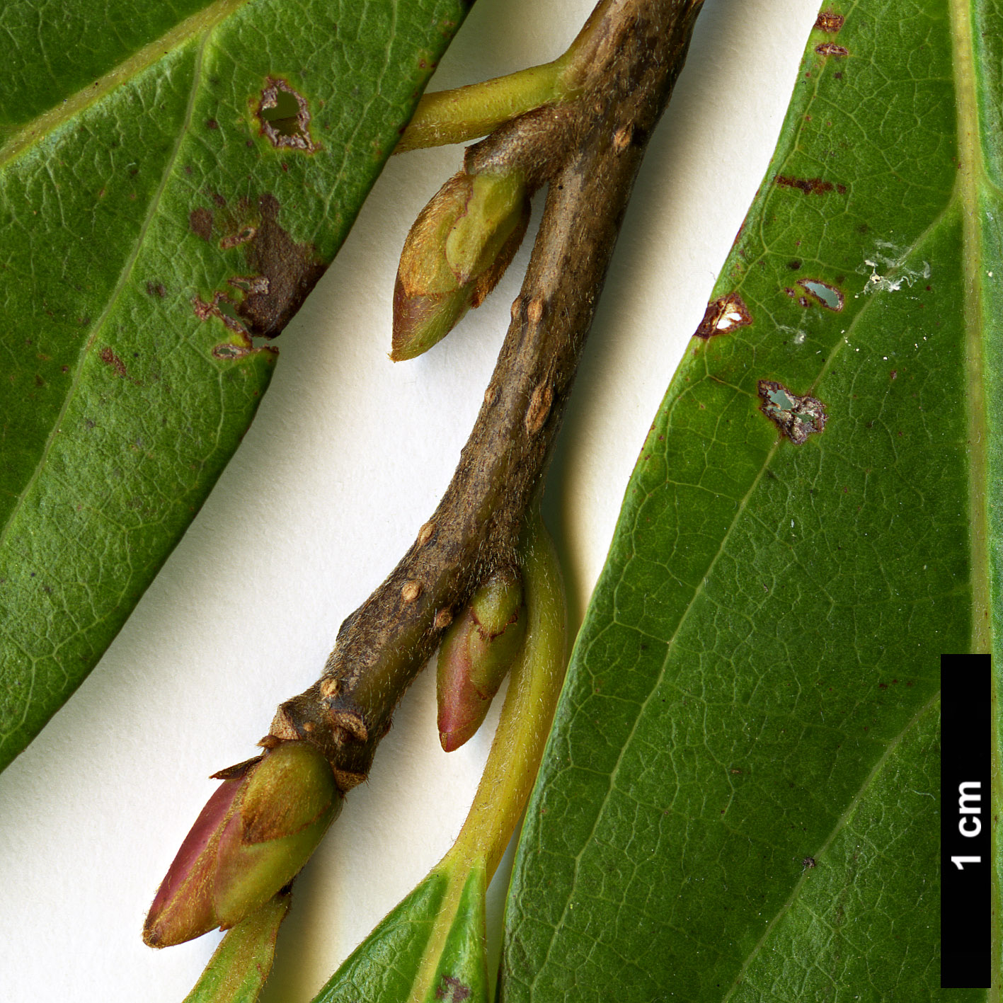 High resolution image: Family: Lauraceae - Genus: Lindera - Taxon: erythrocarpa