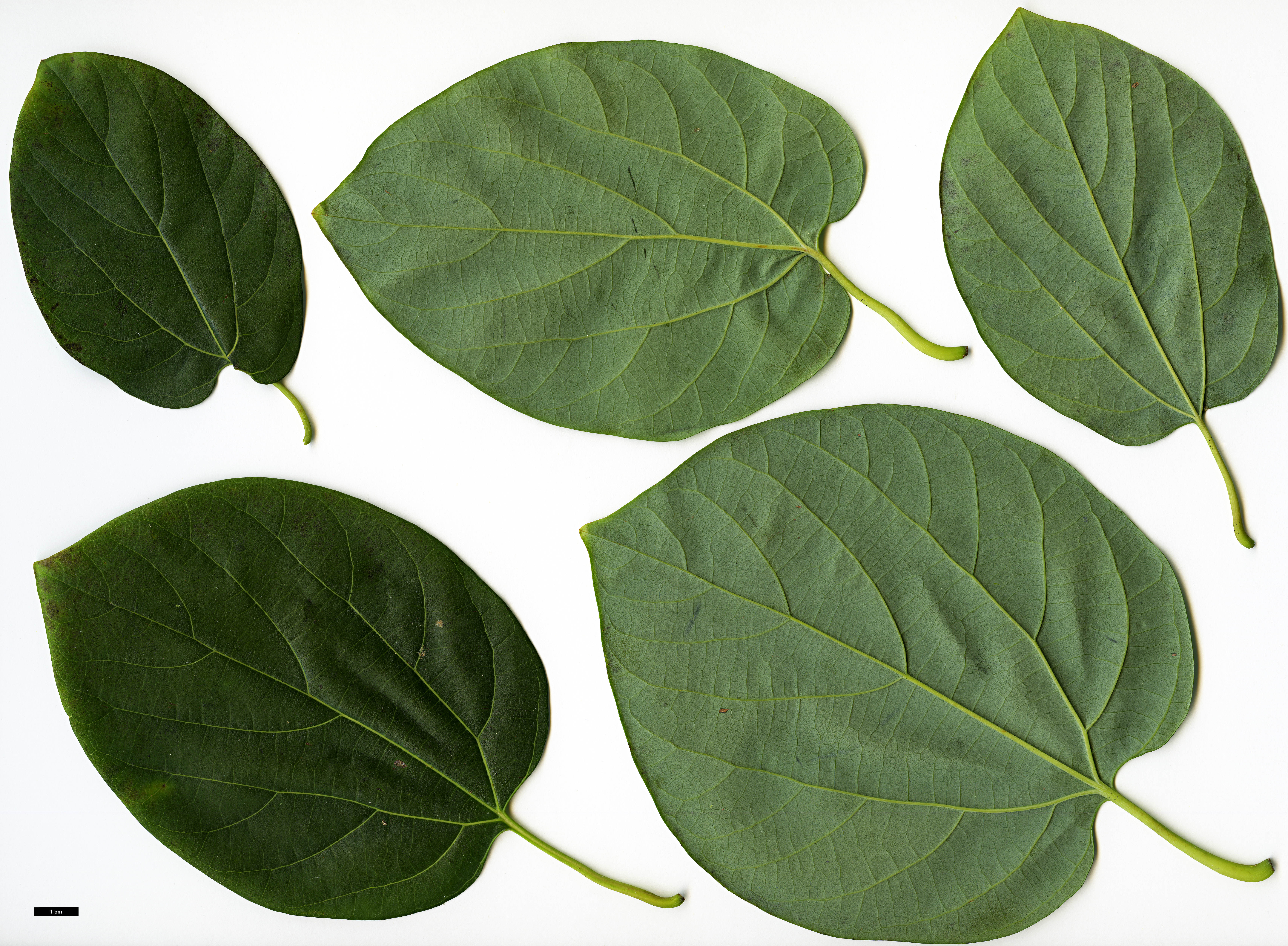 High resolution image: Family: Lauraceae - Genus: Lindera - Taxon: heterophylla