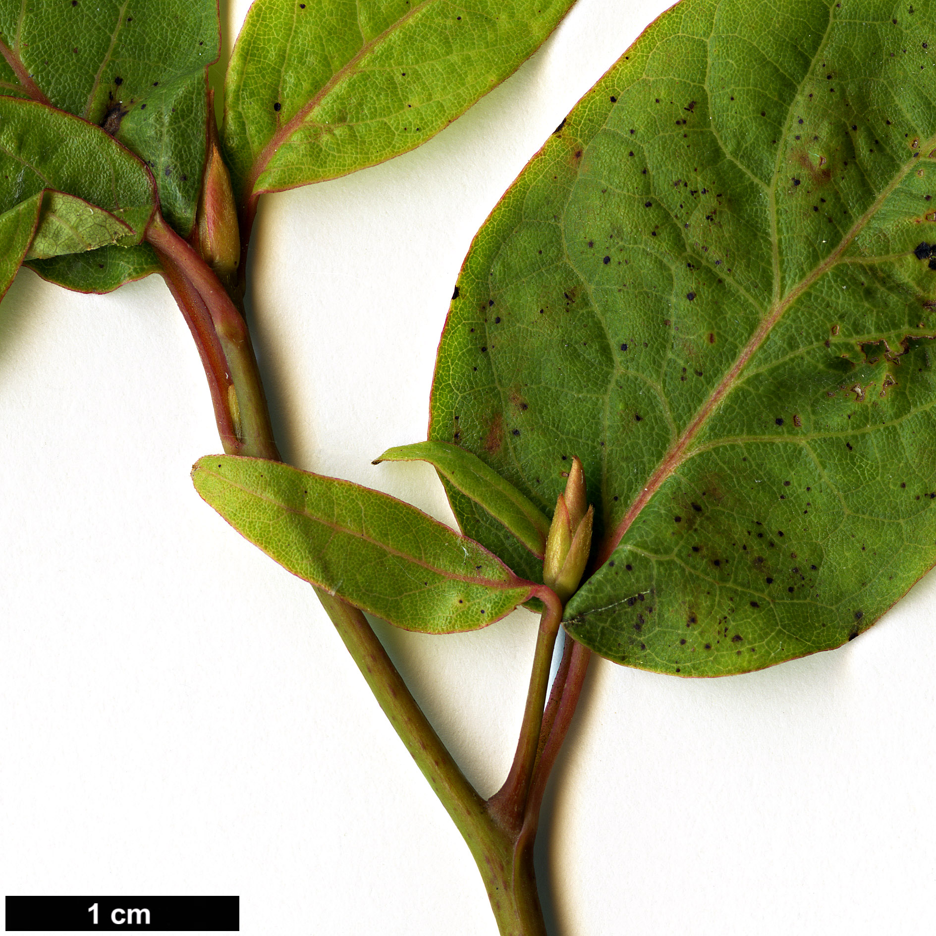 High resolution image: Family: Lauraceae - Genus: Lindera - Taxon: lancea