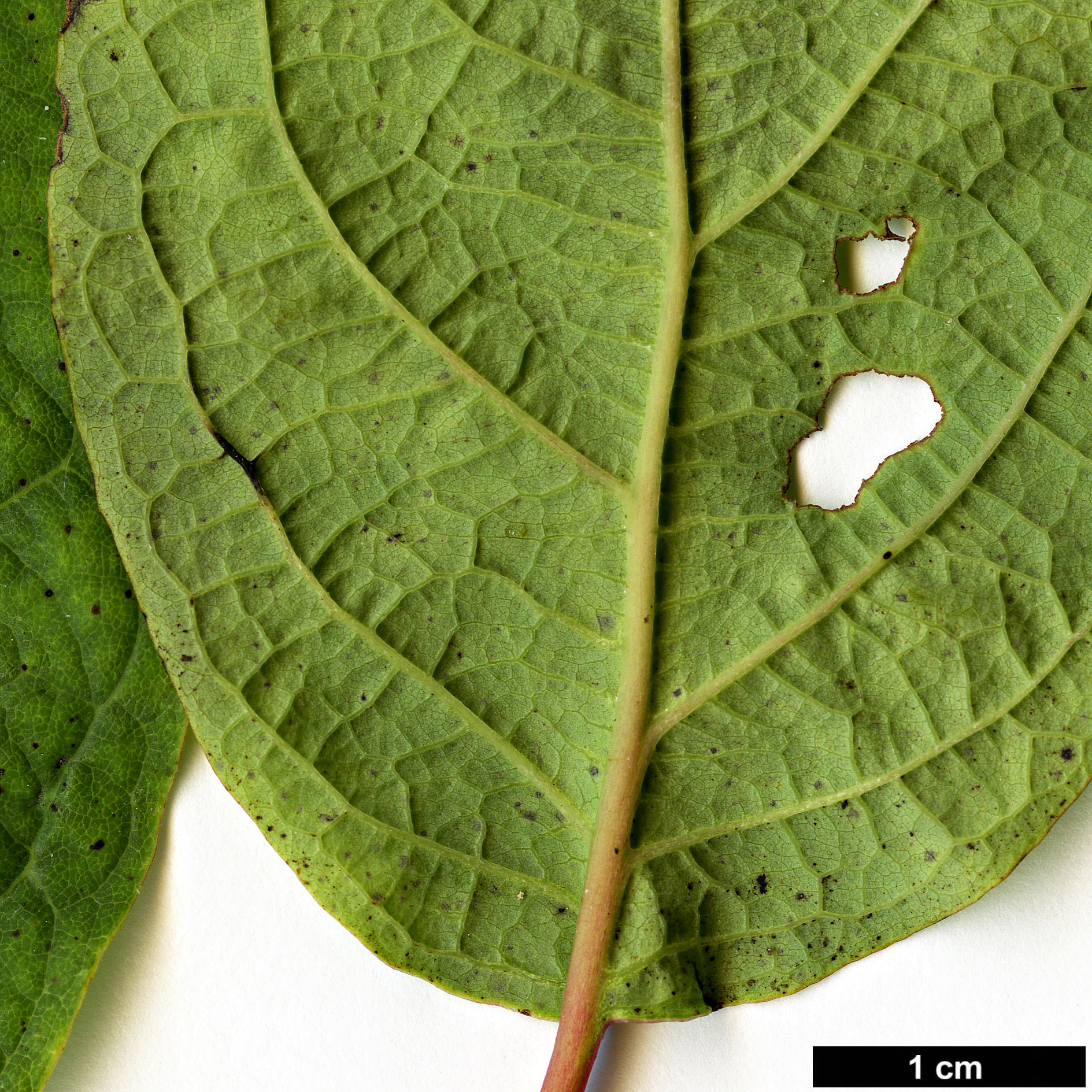 High resolution image: Family: Lauraceae - Genus: Lindera - Taxon: lancea