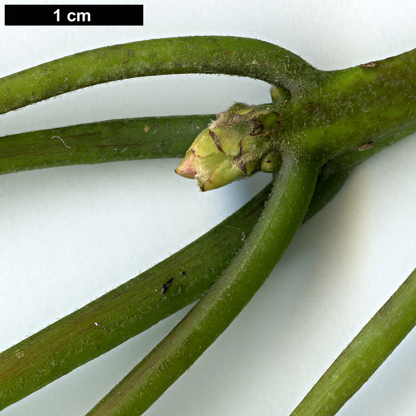 High resolution image: Family: Lauraceae - Genus: Lindera - Taxon: megaphylla