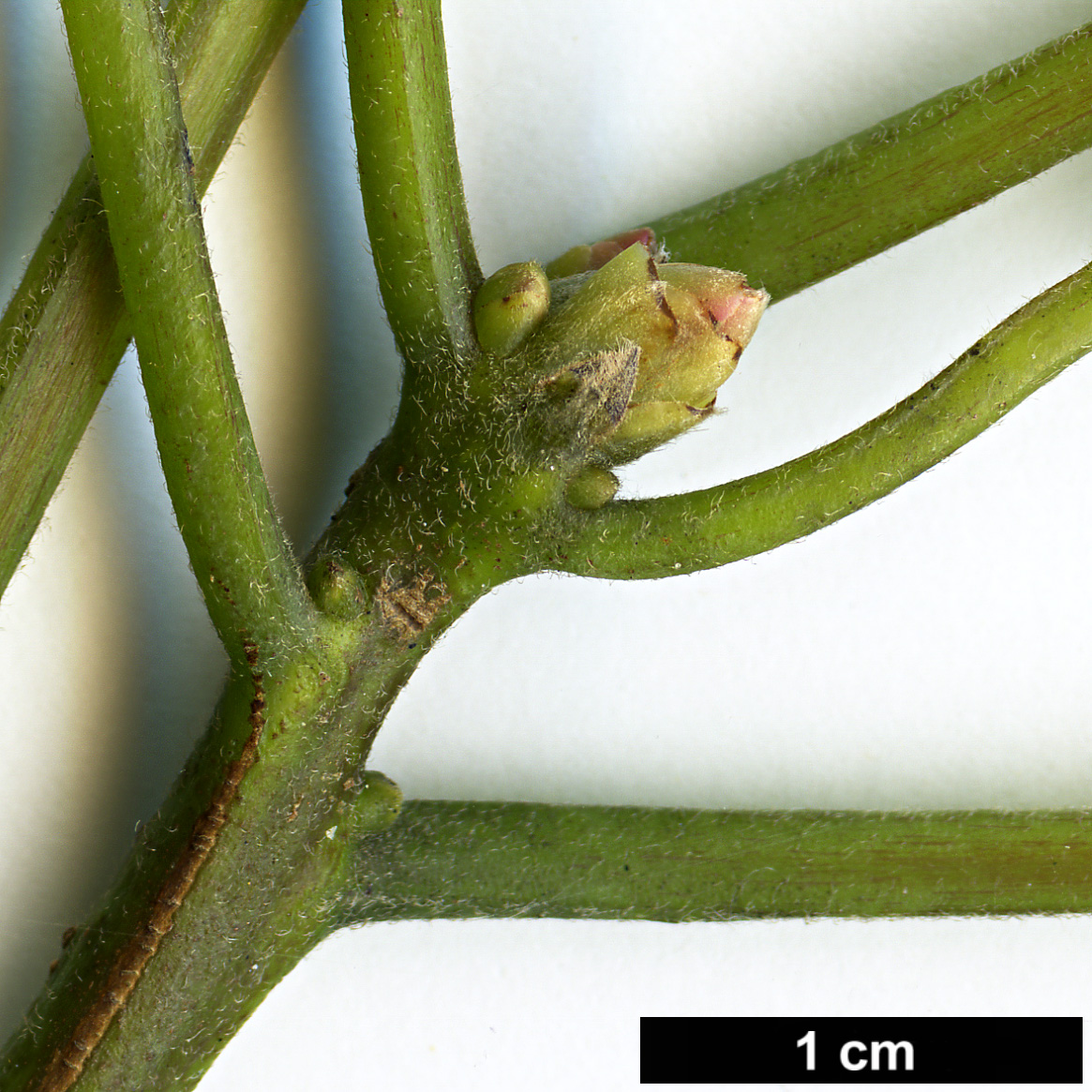High resolution image: Family: Lauraceae - Genus: Lindera - Taxon: megaphylla