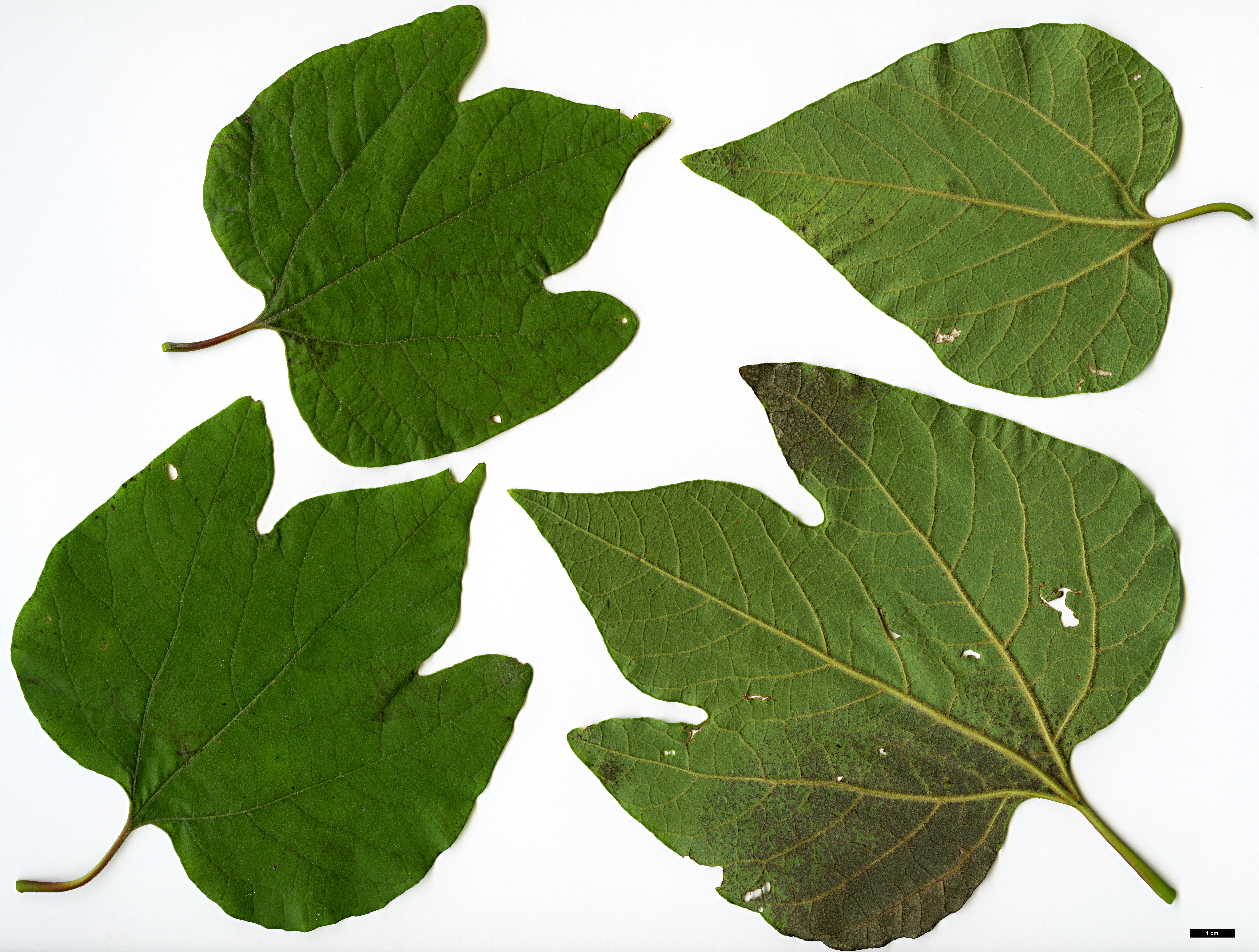 High resolution image: Family: Lauraceae - Genus: Lindera - Taxon: obtusiloba