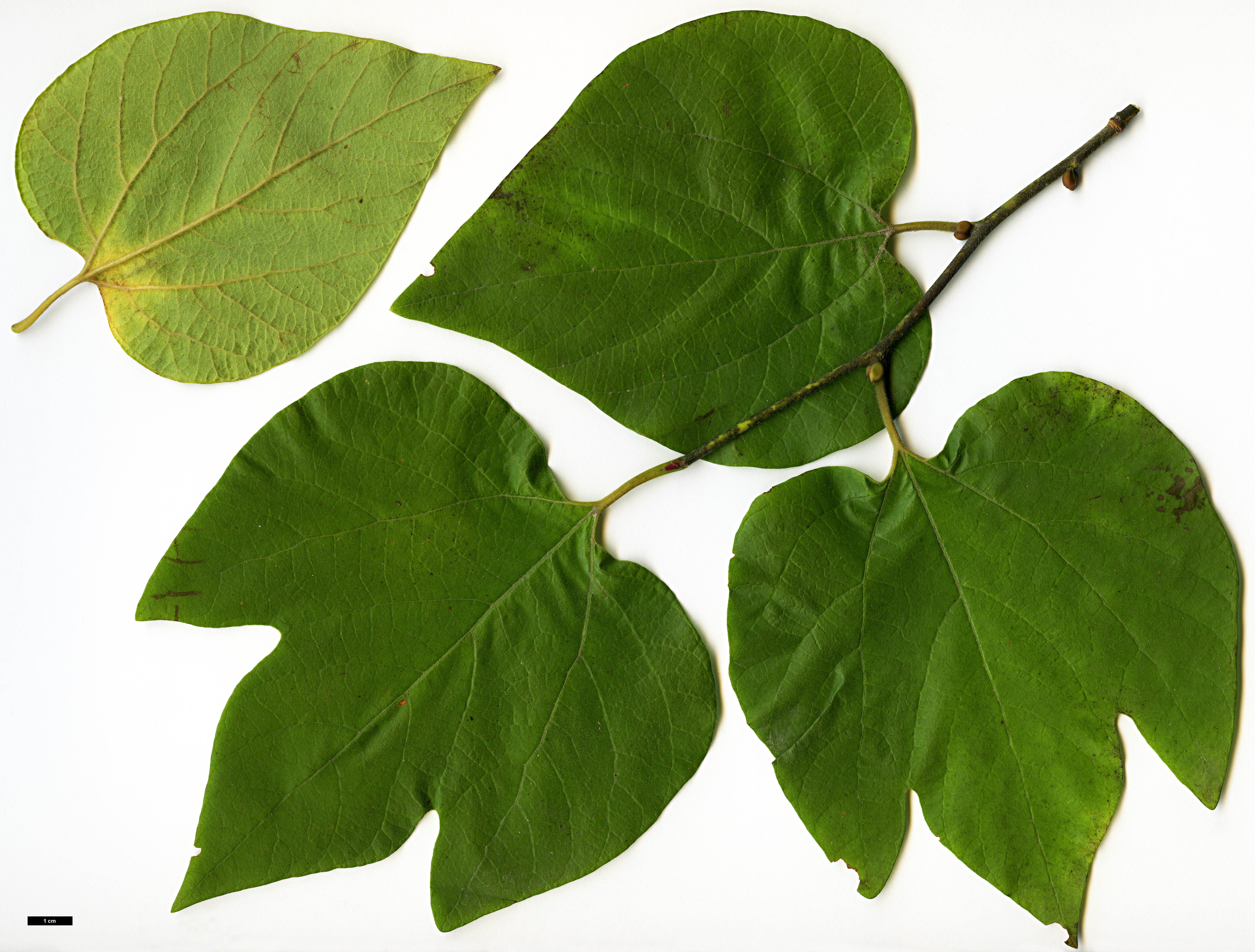 High resolution image: Family: Lauraceae - Genus: Lindera - Taxon: obtusiloba