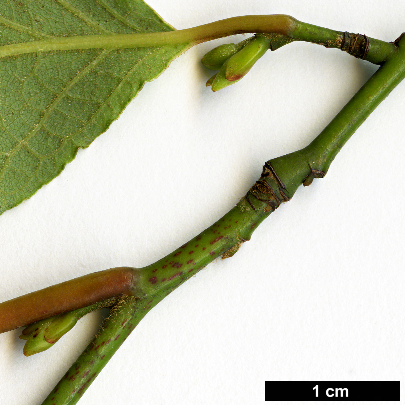 High resolution image: Family: Lauraceae - Genus: Lindera - Taxon: reflexa