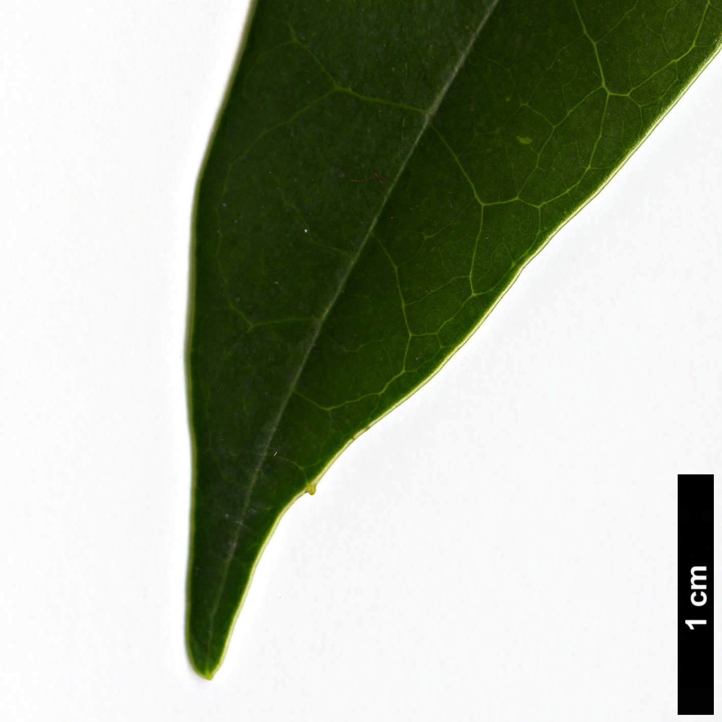 High resolution image: Family: Lauraceae - Genus: Litsea - Taxon: acuminata