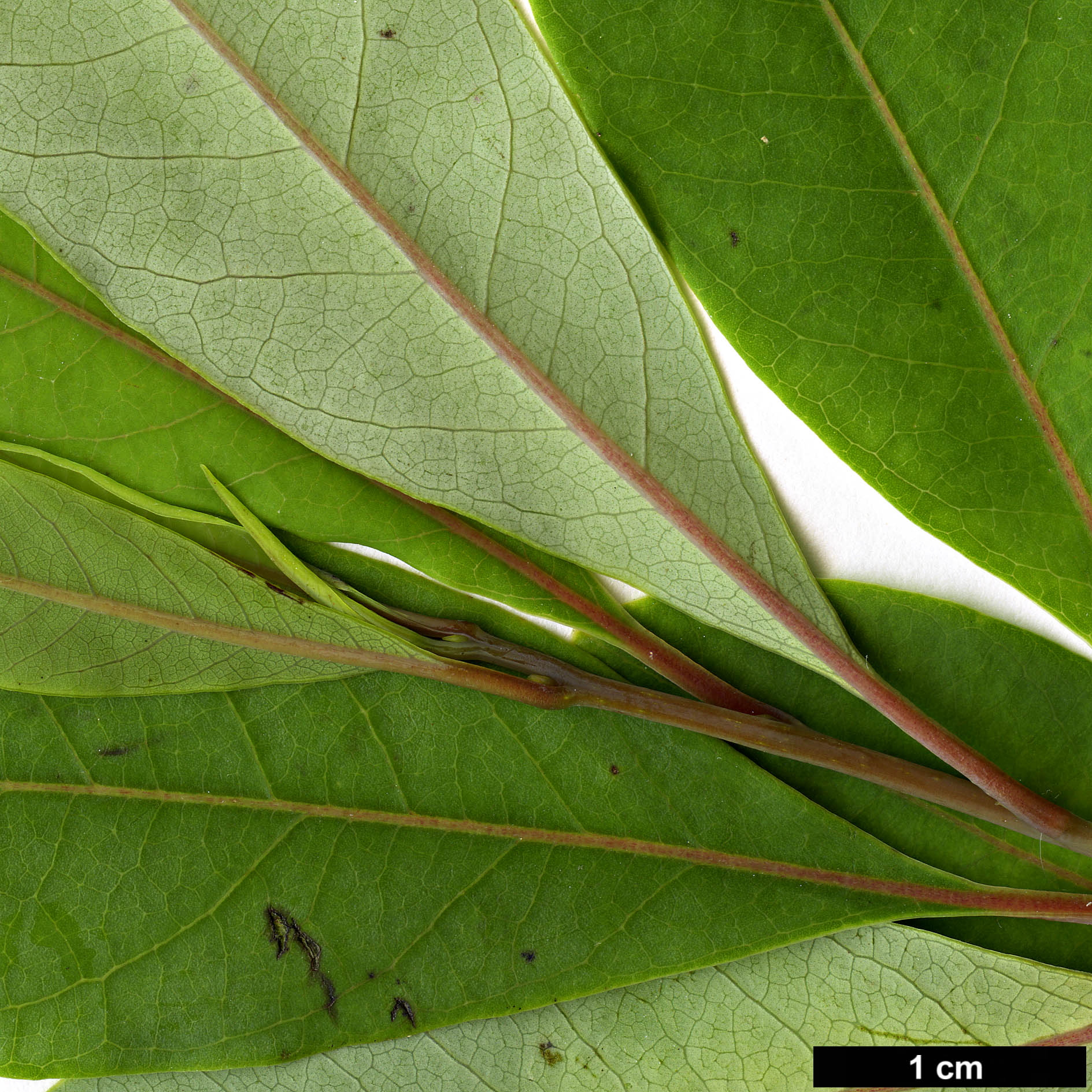 High resolution image: Family: Lauraceae - Genus: Litsea - Taxon: cubeba