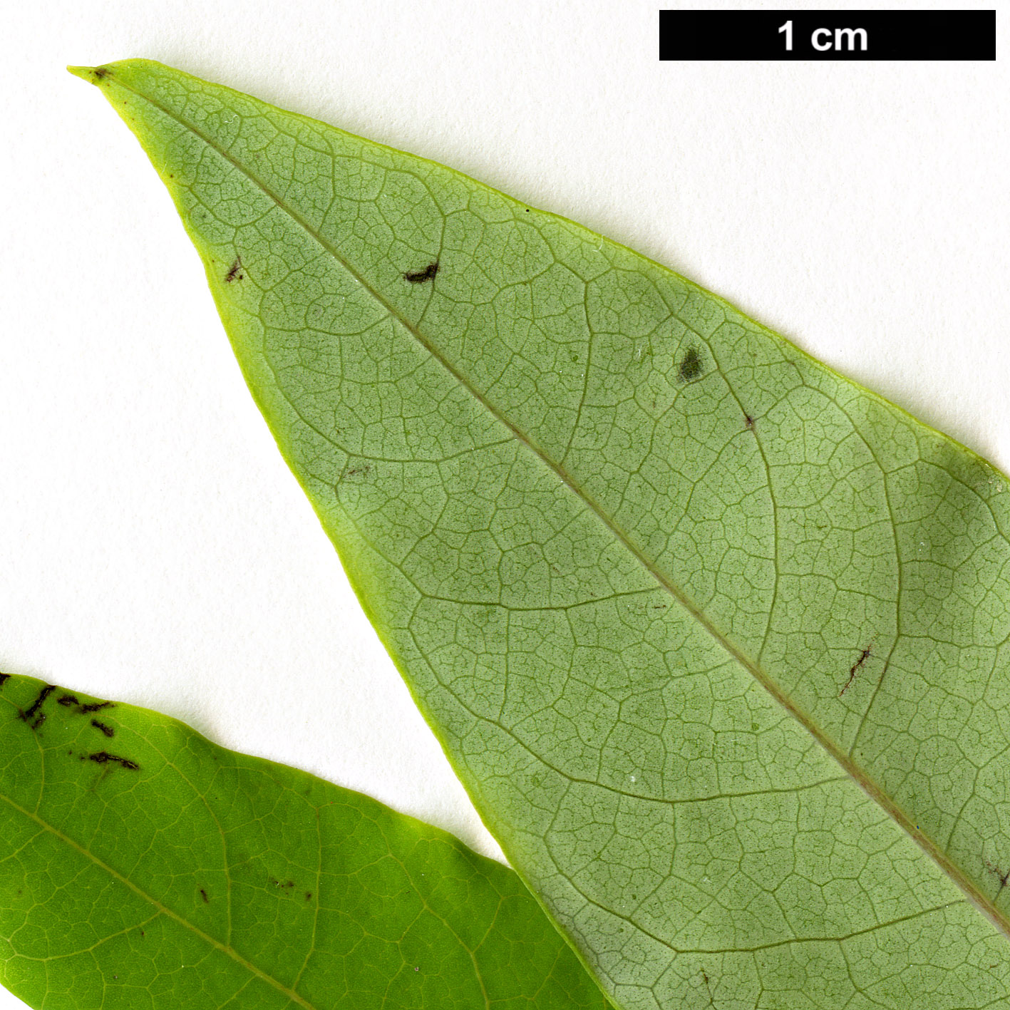 High resolution image: Family: Lauraceae - Genus: Litsea - Taxon: cubeba