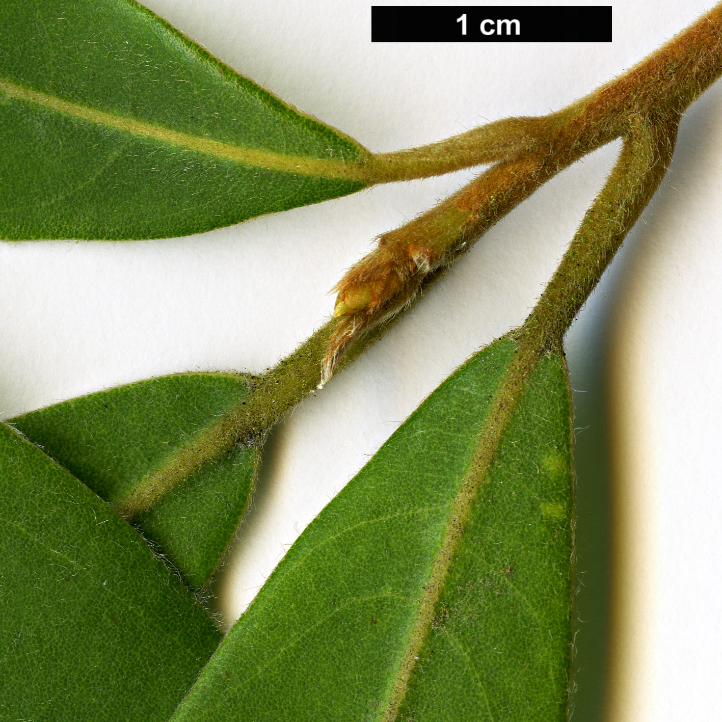 High resolution image: Family: Lauraceae - Genus: Litsea - Taxon: elongata
