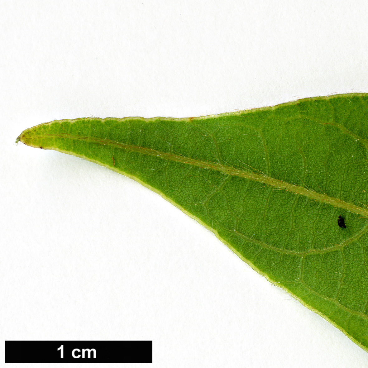 High resolution image: Family: Lauraceae - Genus: Litsea - Taxon: elongata
