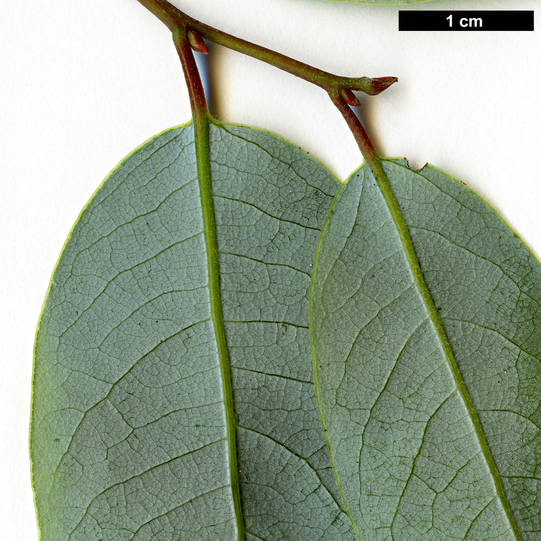High resolution image: Family: Lauraceae - Genus: Litsea - Taxon: glaucescens