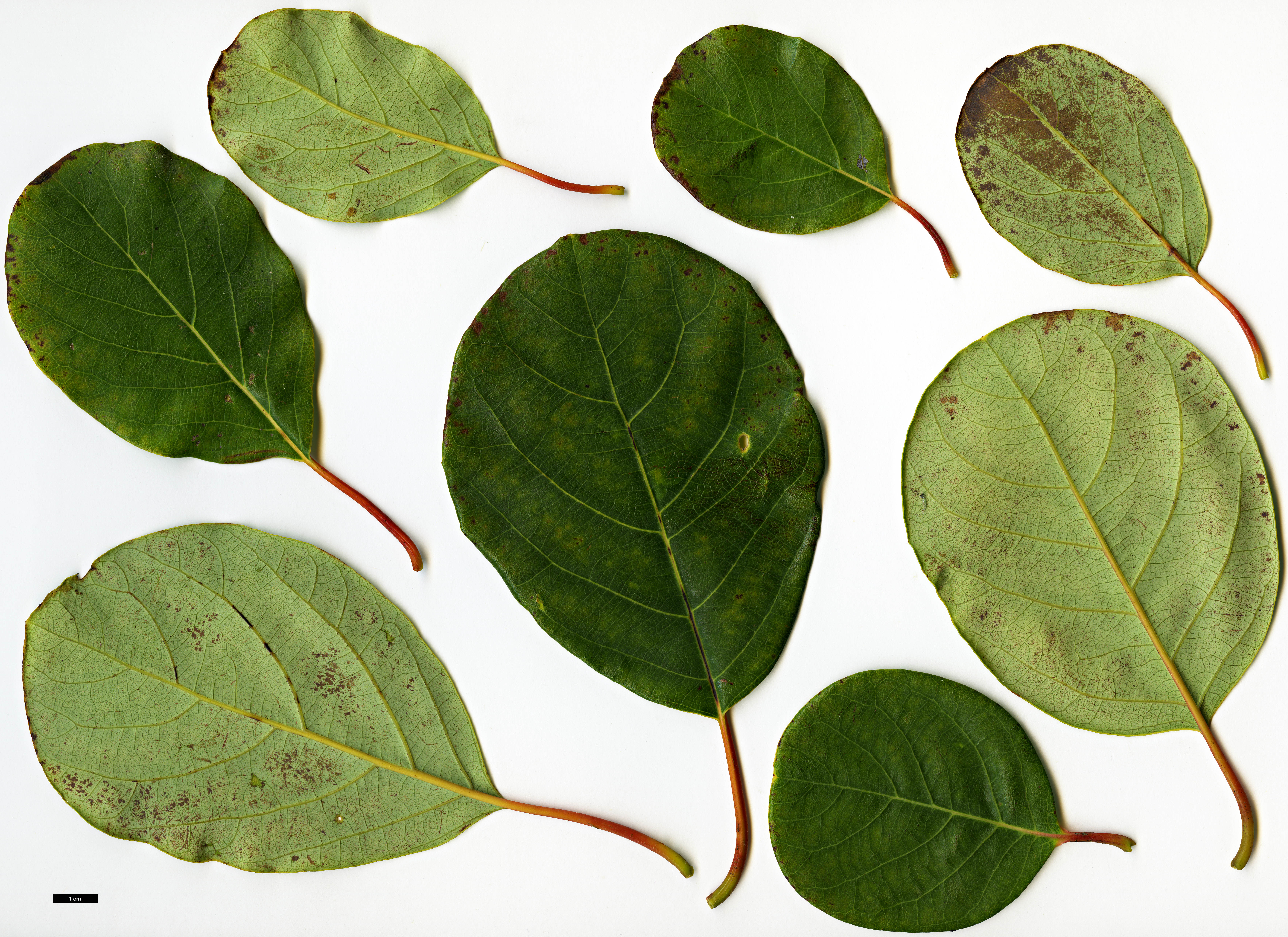 High resolution image: Family: Lauraceae - Genus: Litsea - Taxon: populifolia