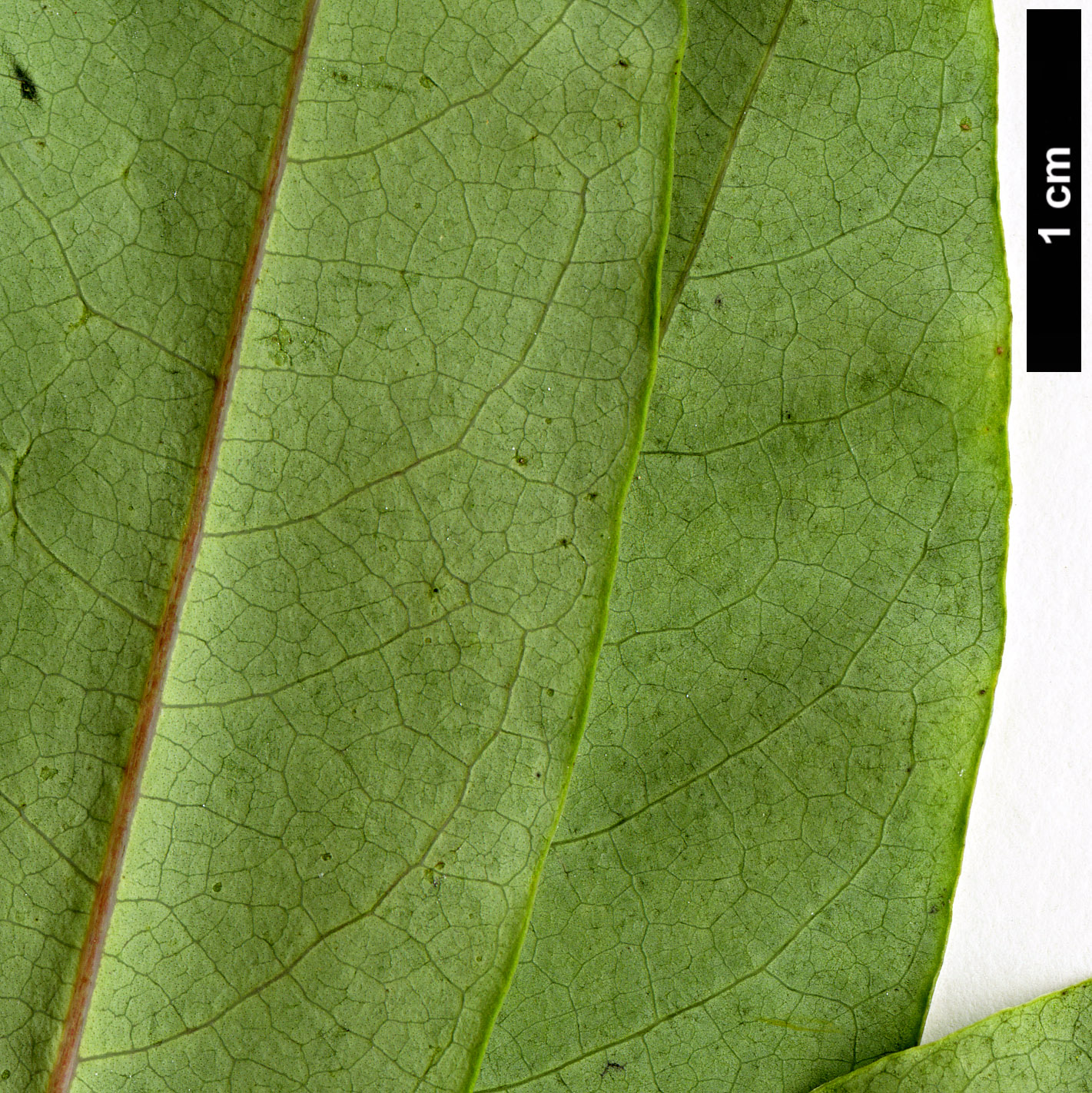 High resolution image: Family: Lauraceae - Genus: Litsea - Taxon: rubescens