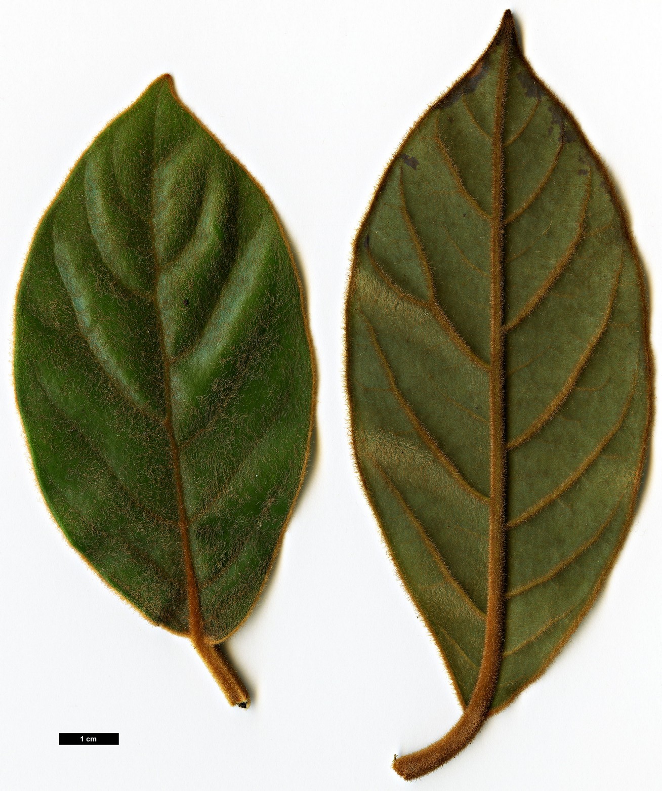 High resolution image: Family: Lauraceae - Genus: Machilus - Taxon: grijsii