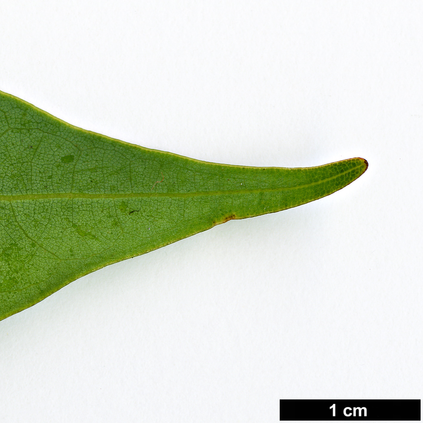 High resolution image: Family: Lauraceae - Genus: Machilus - Taxon: japonica