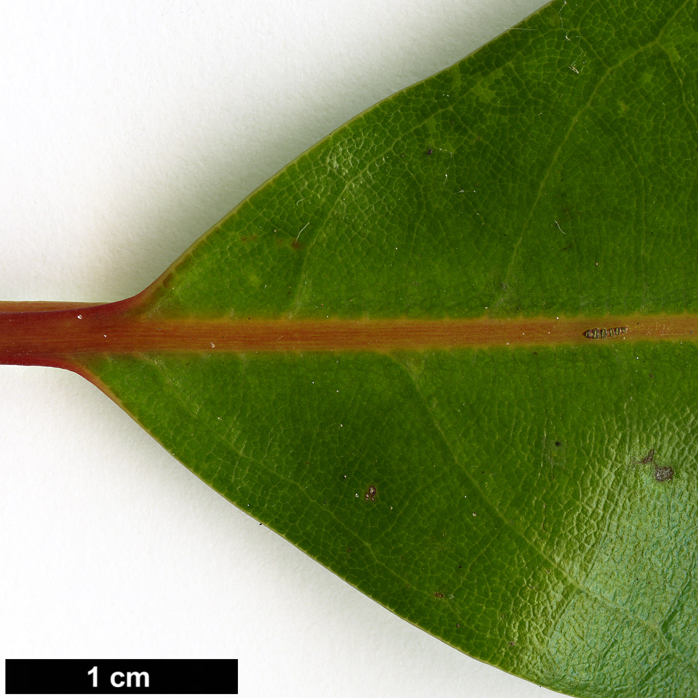 High resolution image: Family: Lauraceae - Genus: Machilus - Taxon: japonica