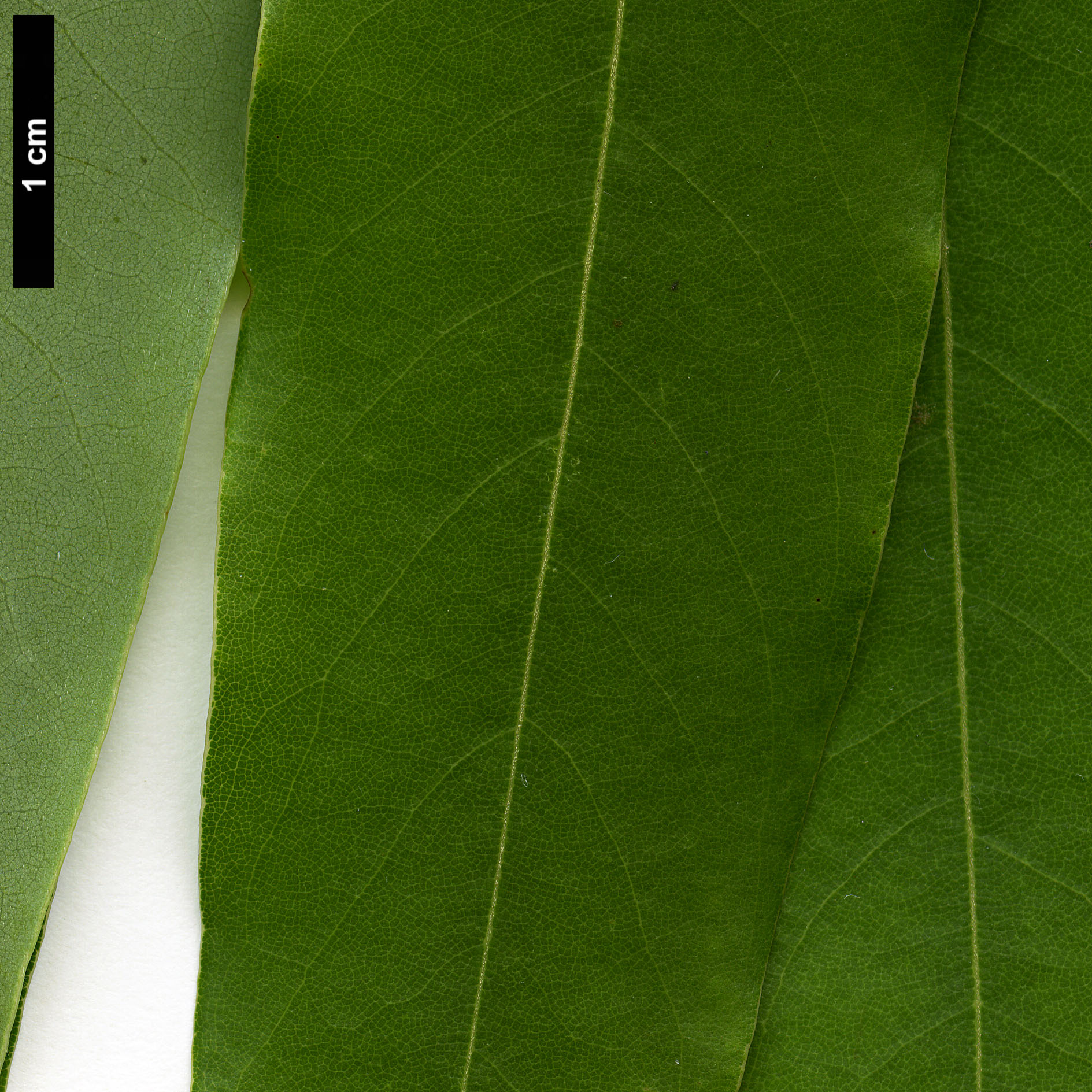 High resolution image: Family: Lauraceae - Genus: Machilus - Taxon: multinervia