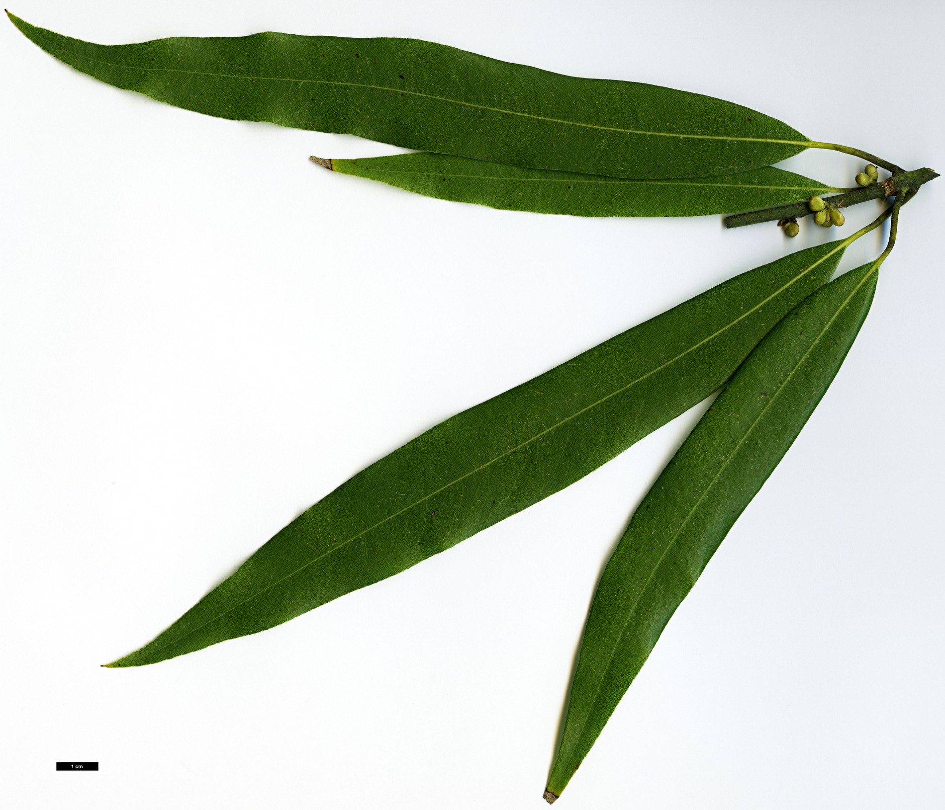 High resolution image: Family: Lauraceae - Genus: Machilus - Taxon: multinervia