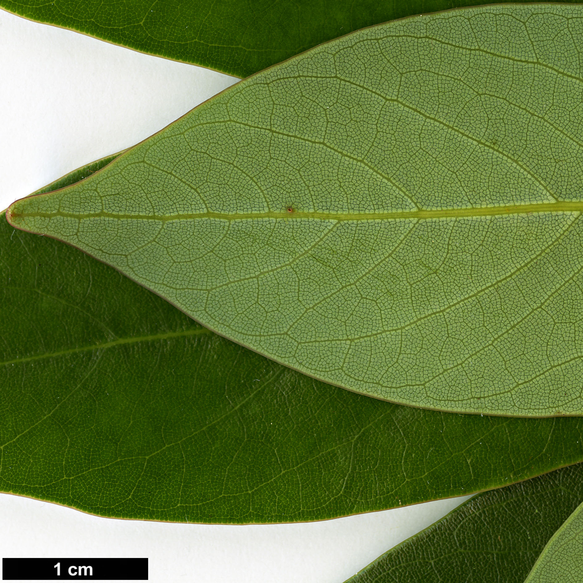 High resolution image: Family: Lauraceae - Genus: Machilus - Taxon: thunbergii