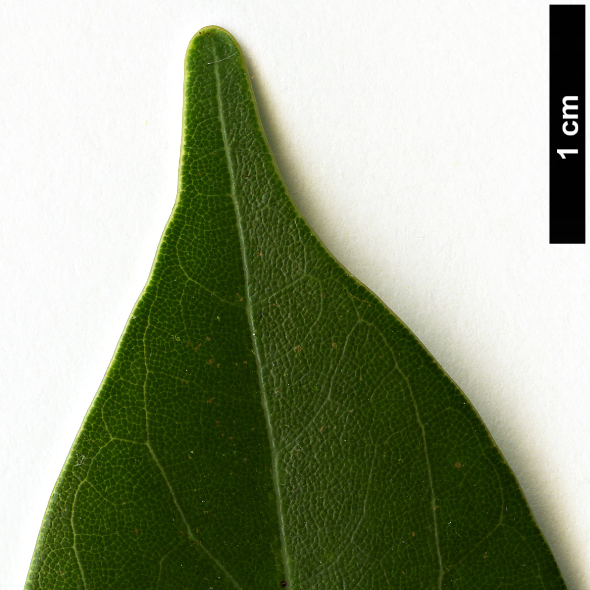 High resolution image: Family: Lauraceae - Genus: Machilus - Taxon: thunbergii