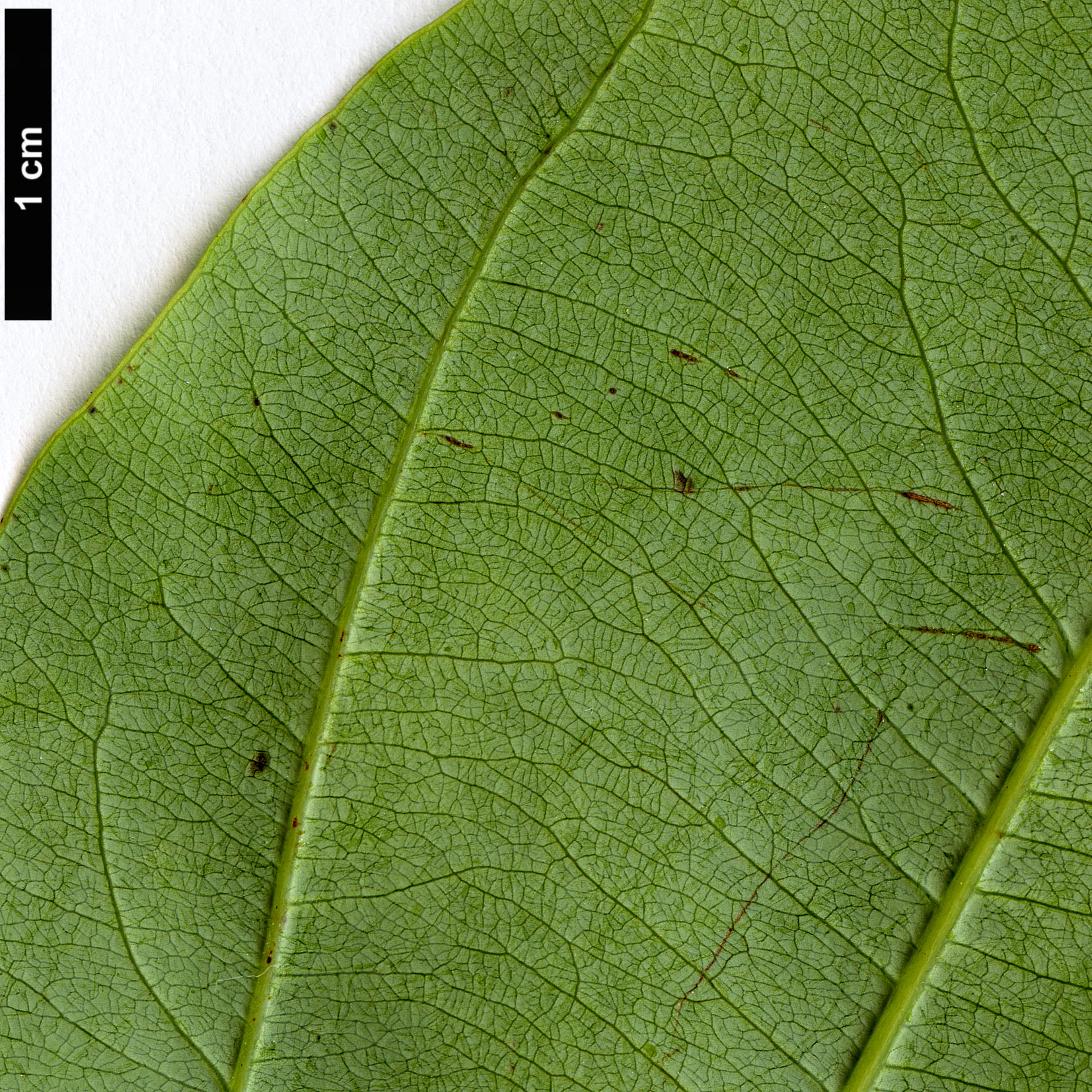 High resolution image: Family: Lauraceae - Genus: Neocinnamomum - Taxon: species