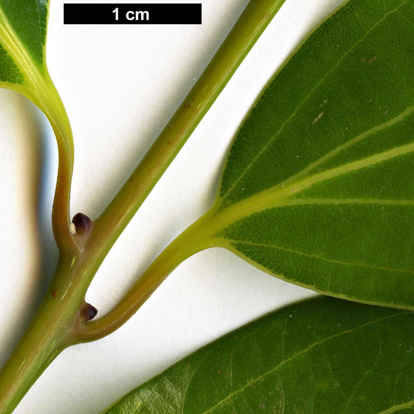 High resolution image: Family: Lauraceae - Genus: Neolitsea - Taxon: aciculata