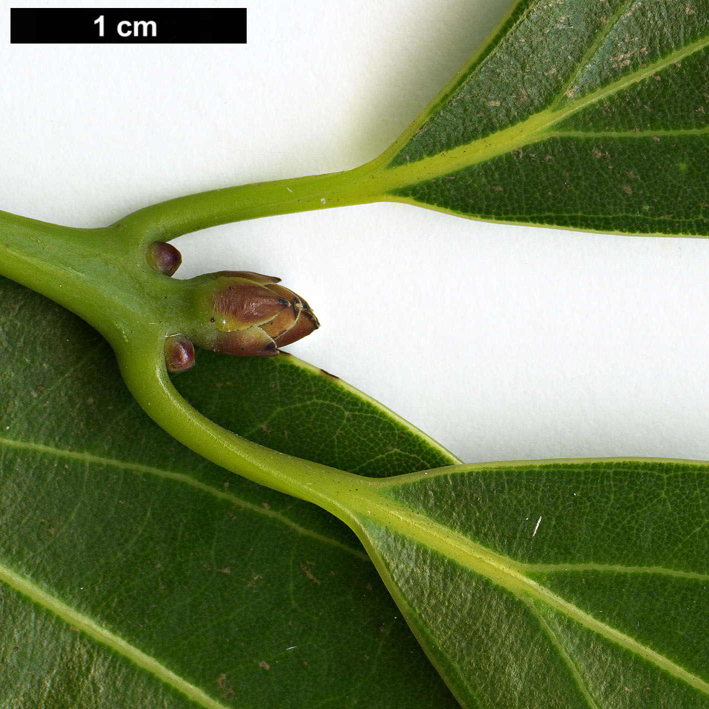 High resolution image: Family: Lauraceae - Genus: Neolitsea - Taxon: aciculata