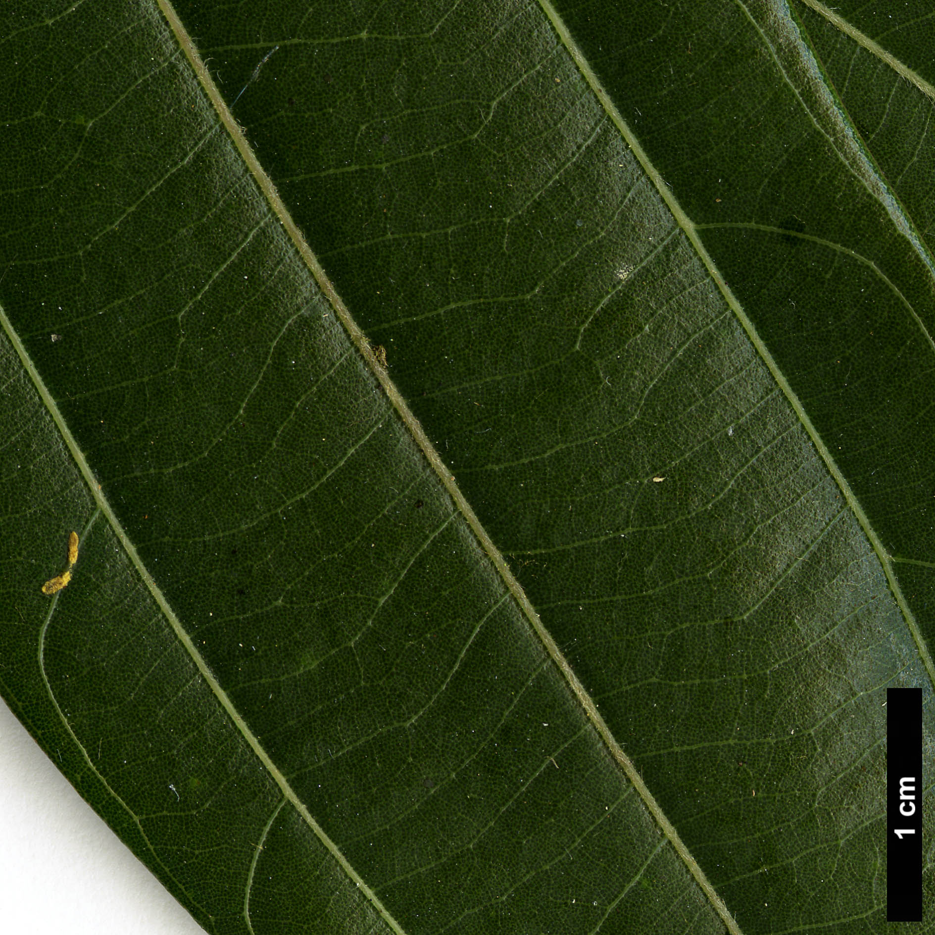 High resolution image: Family: Lauraceae - Genus: Neolitsea - Taxon: cuipala