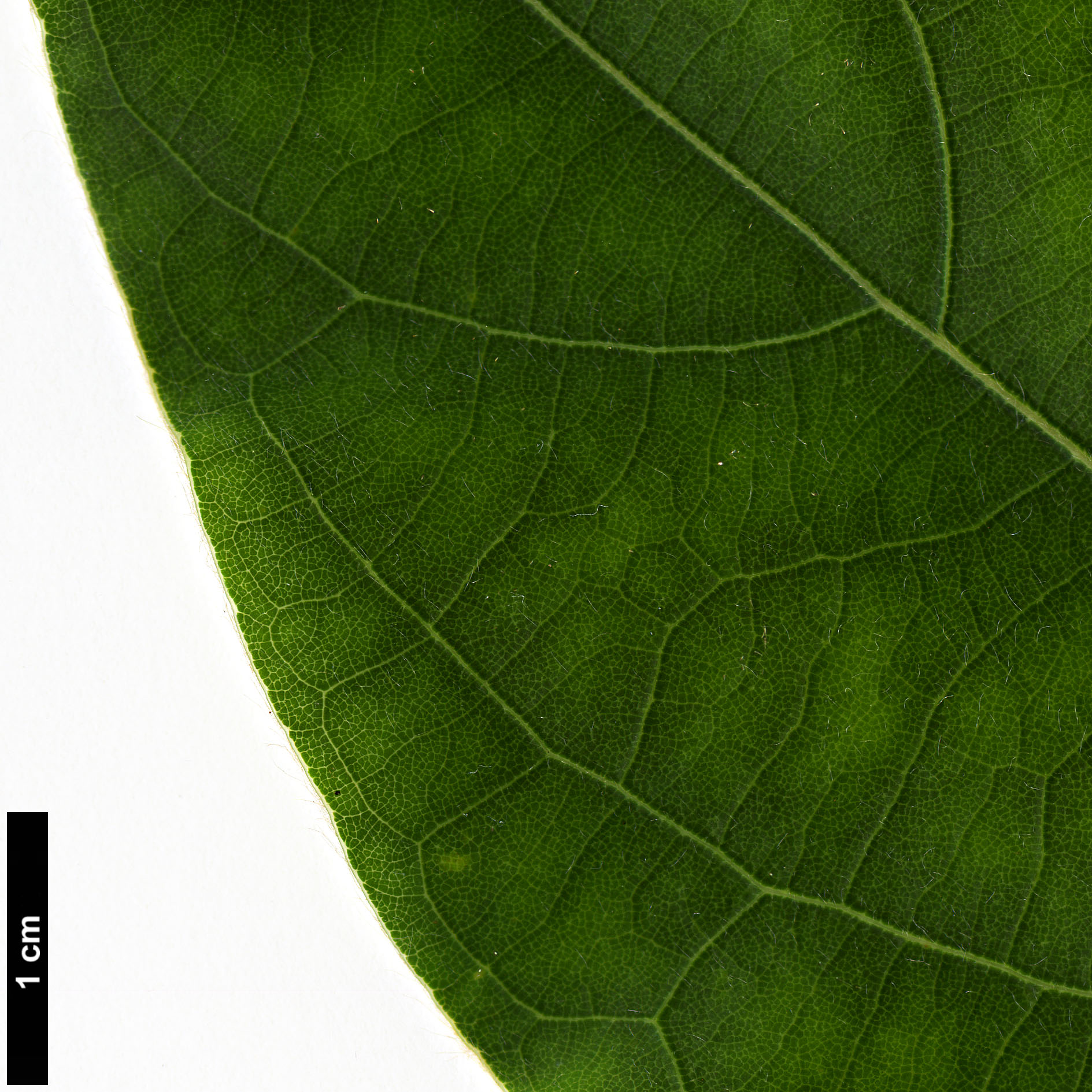 High resolution image: Family: Lauraceae - Genus: Neolitsea - Taxon: levinei