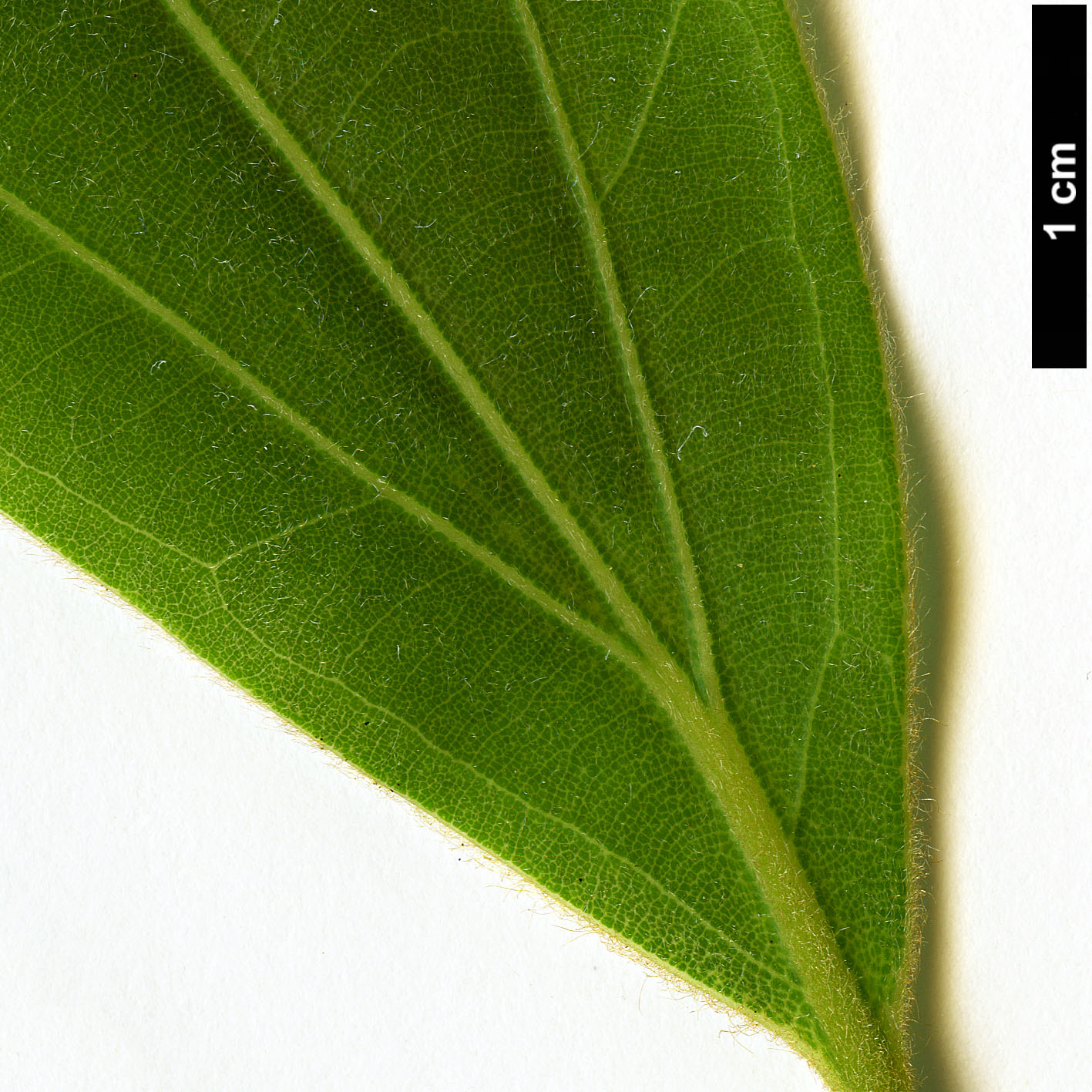 High resolution image: Family: Lauraceae - Genus: Neolitsea - Taxon: levinei