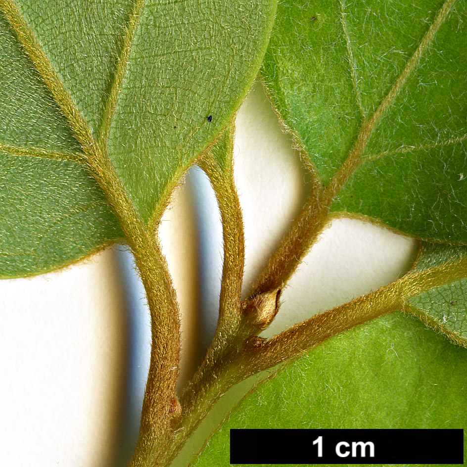 High resolution image: Family: Lauraceae - Genus: Neolitsea - Taxon: parvigemma