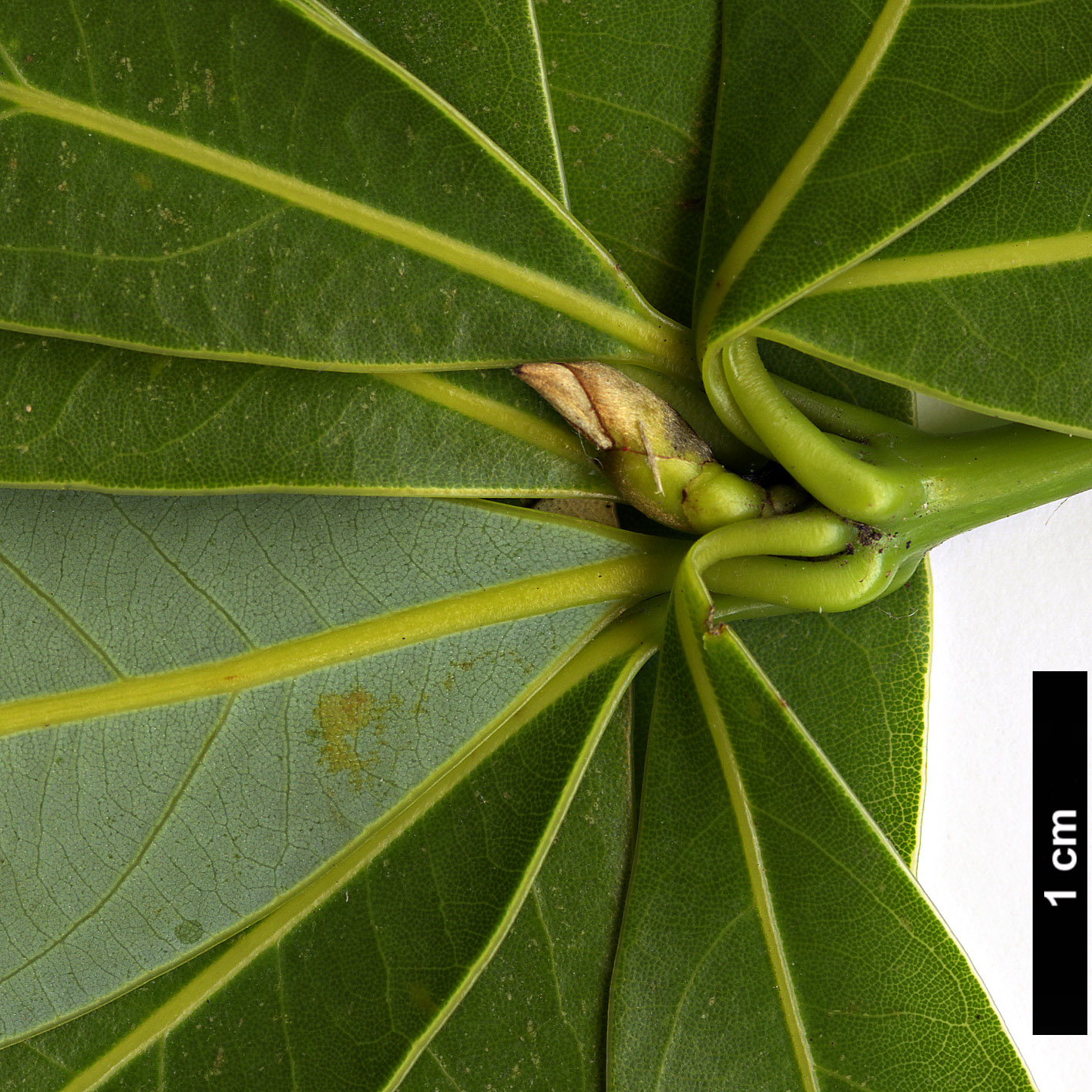 High resolution image: Family: Lauraceae - Genus: Neolitsea - Taxon: pinninervis