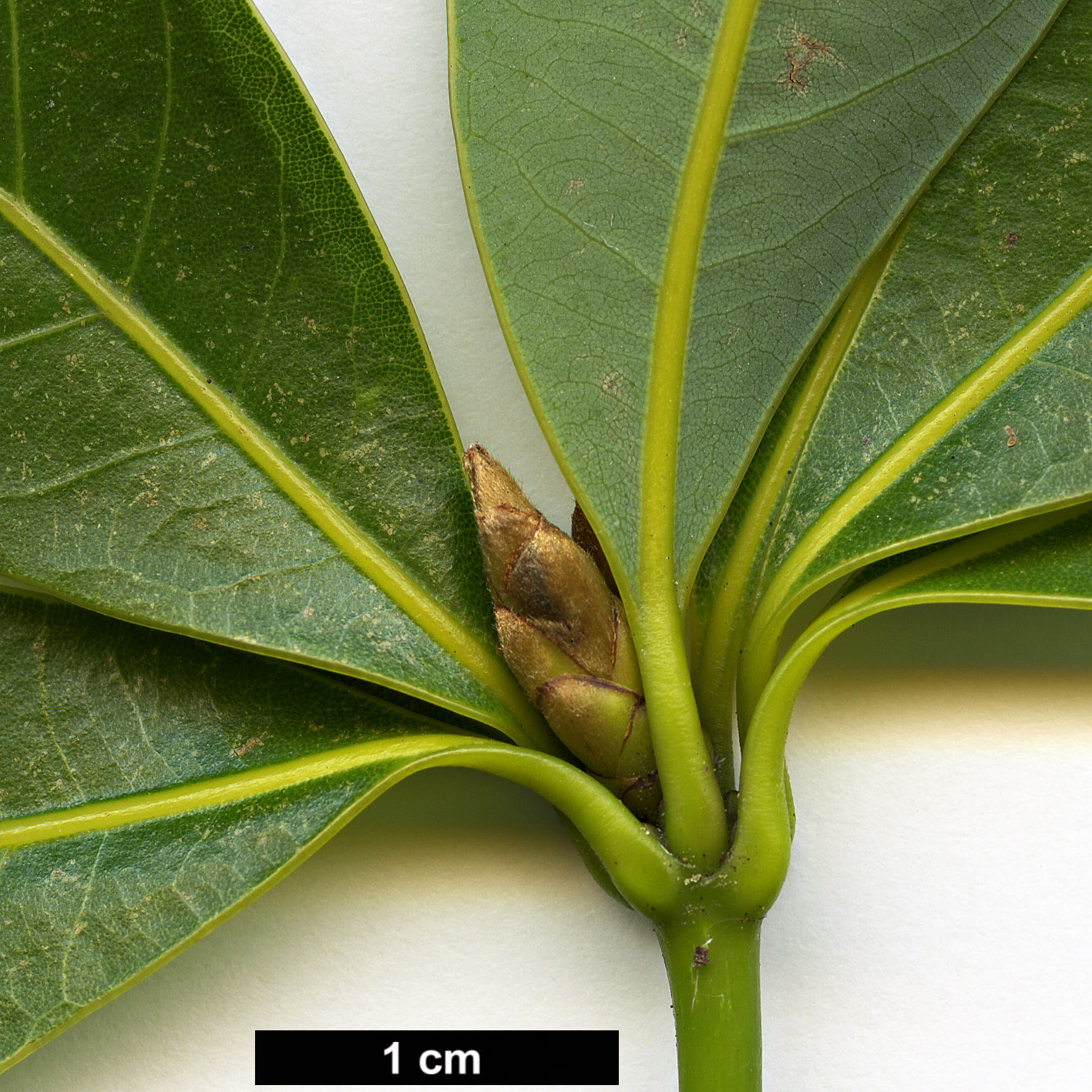 High resolution image: Family: Lauraceae - Genus: Neolitsea - Taxon: pinninervis