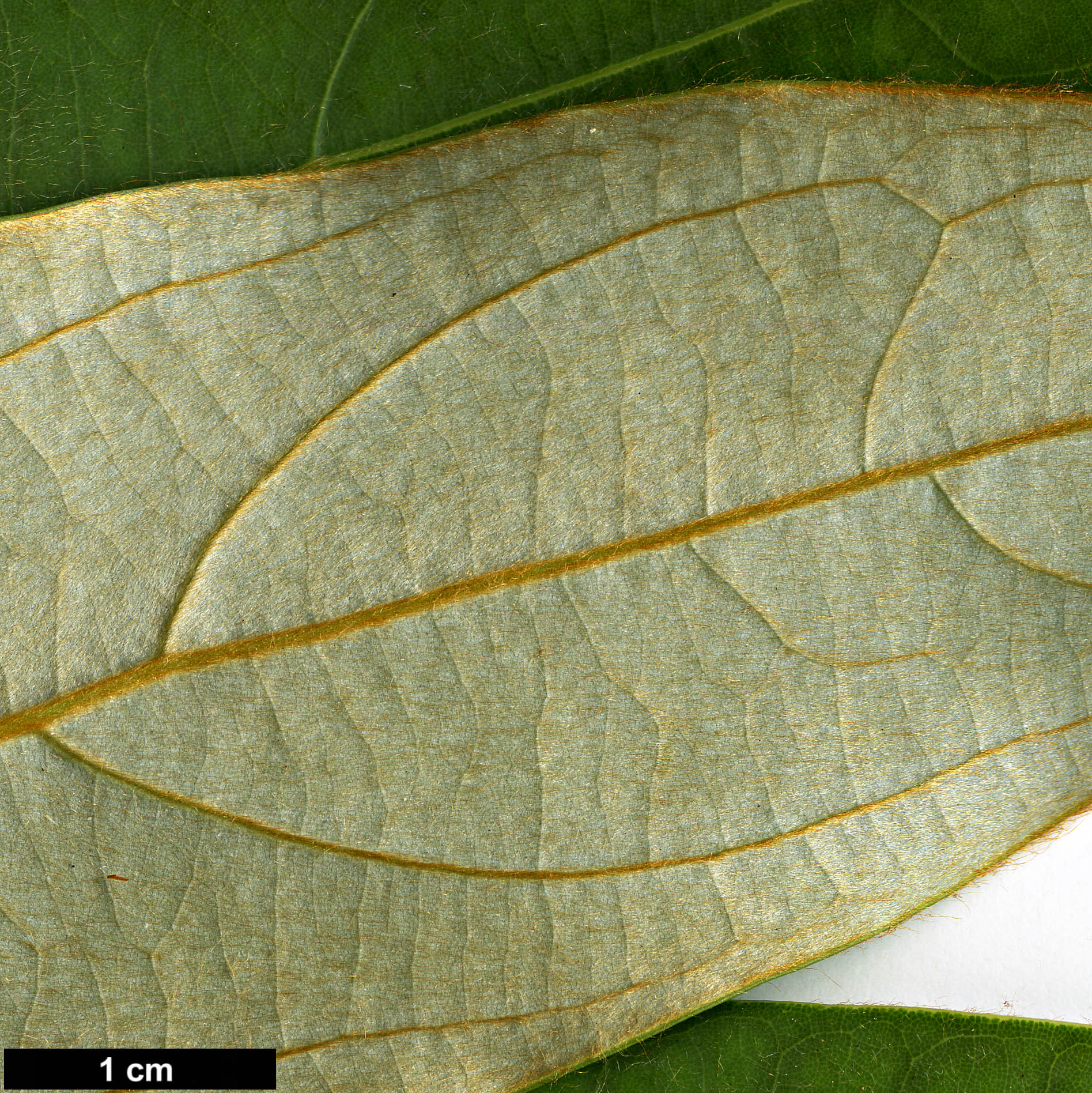 High resolution image: Family: Lauraceae - Genus: Neolitsea - Taxon: sericea
