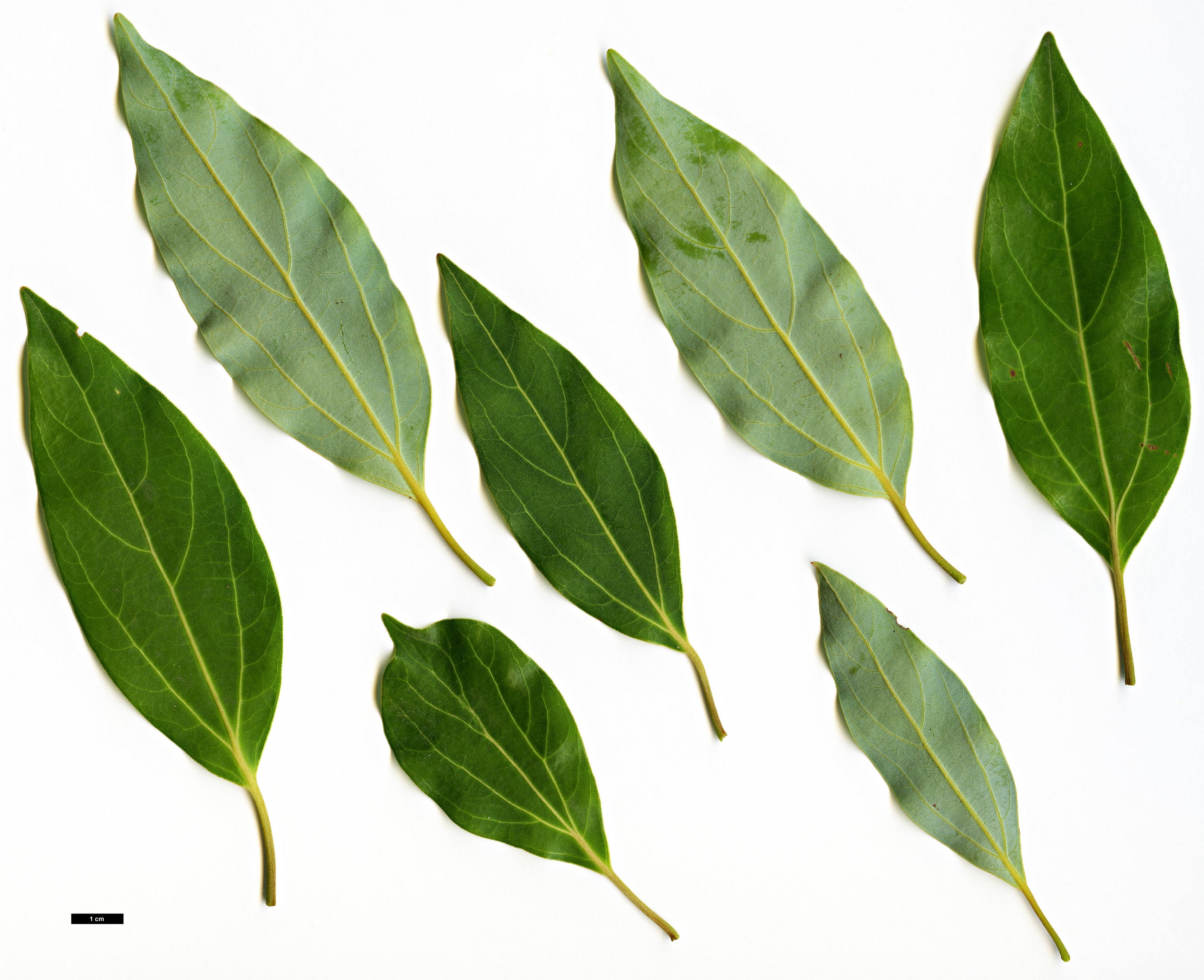 High resolution image: Family: Lauraceae - Genus: Neolitsea - Taxon: sericea