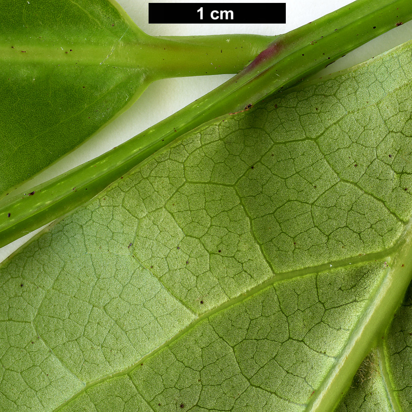 High resolution image: Family: Lauraceae - Genus: Ocotea - Taxon: foetens