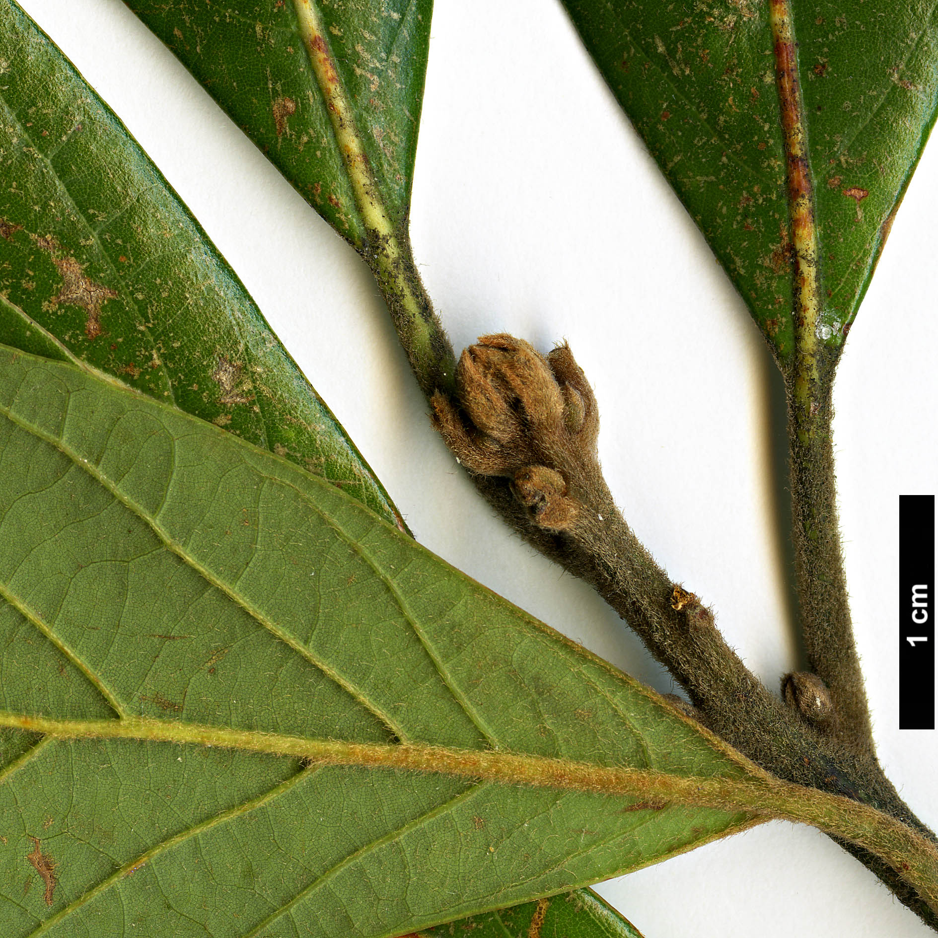 High resolution image: Family: Lauraceae - Genus: Persea - Taxon: borbonia