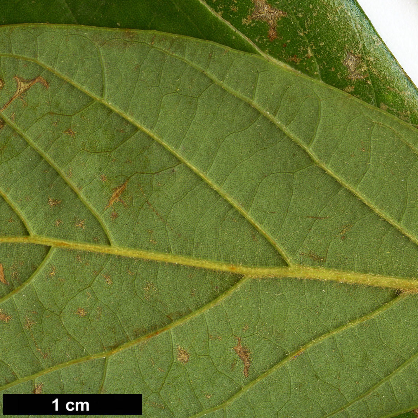 High resolution image: Family: Lauraceae - Genus: Persea - Taxon: borbonia