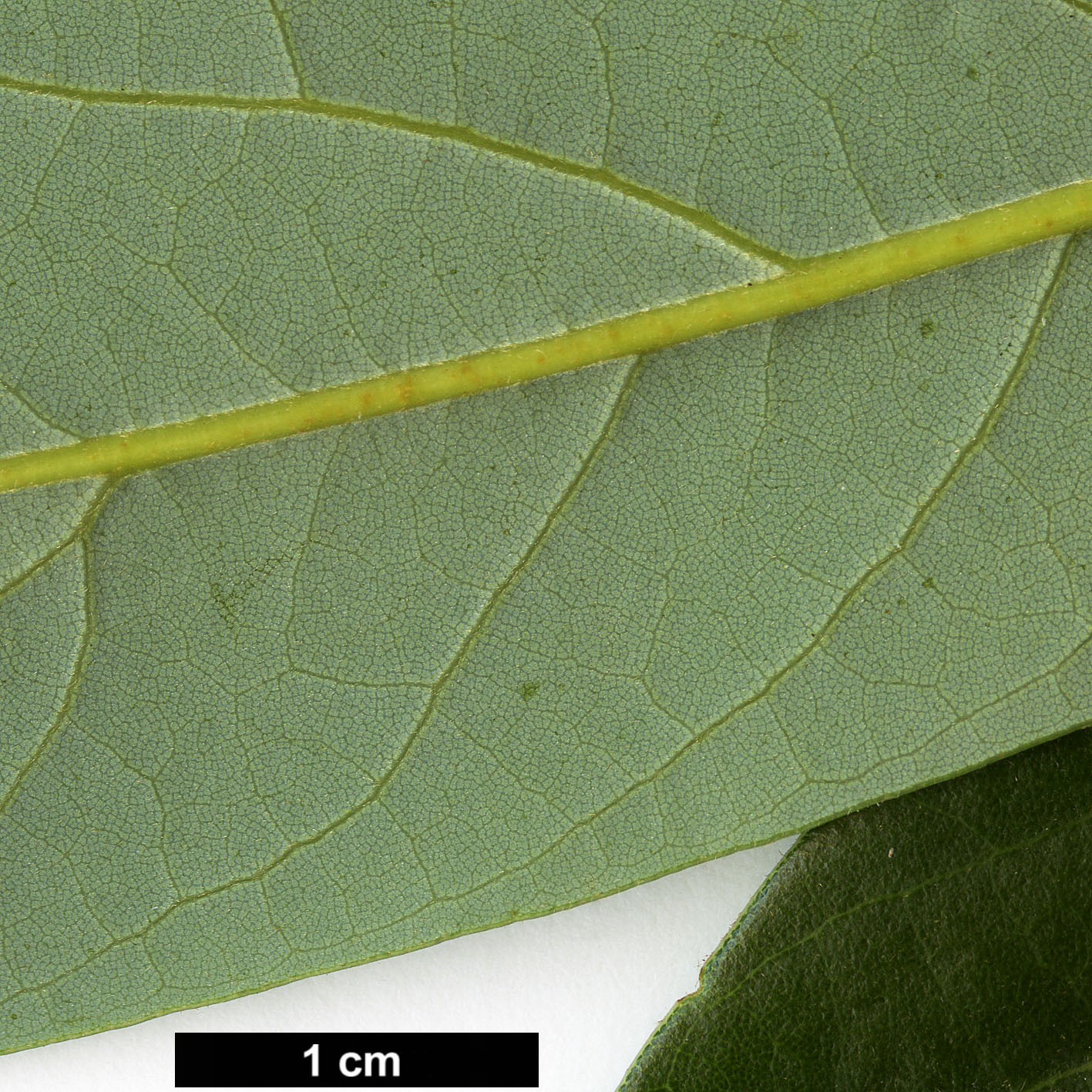 High resolution image: Family: Lauraceae - Genus: Persea - Taxon: bracteata