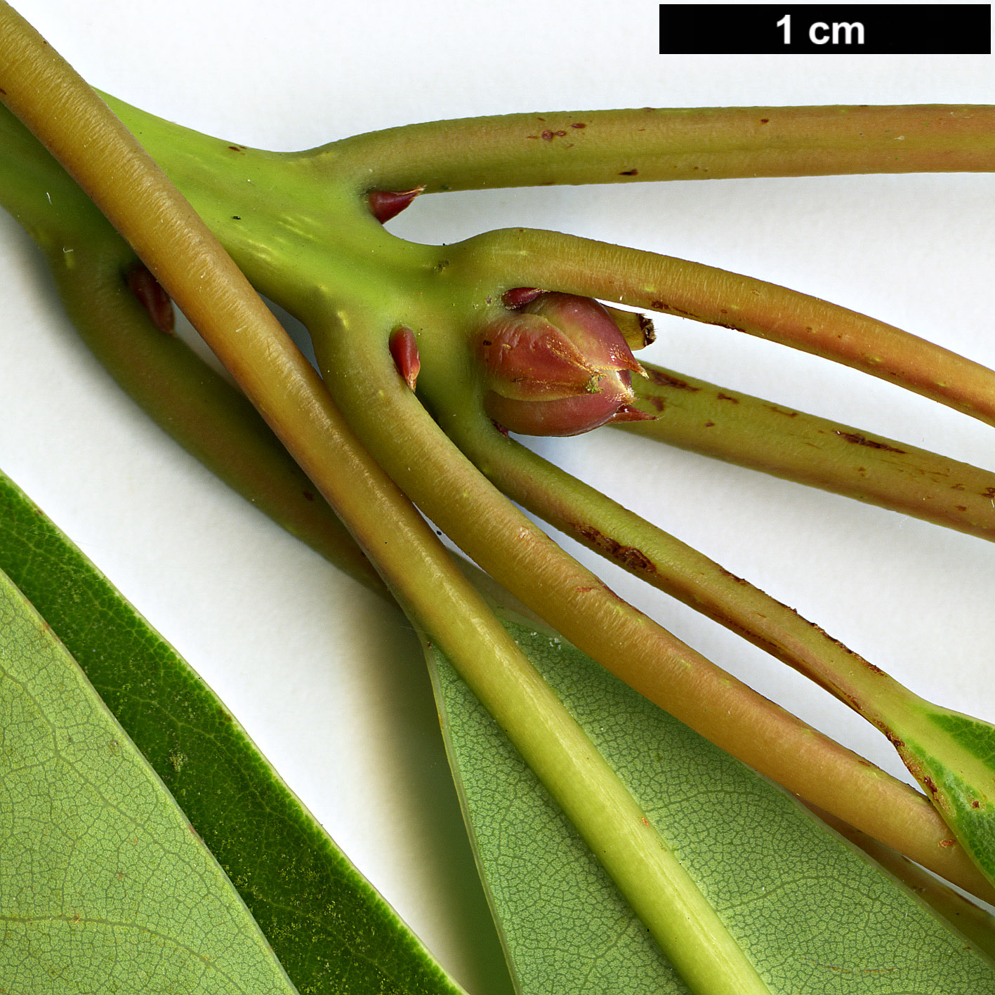 High resolution image: Family: Lauraceae - Genus: Persea - Taxon: ichangensis