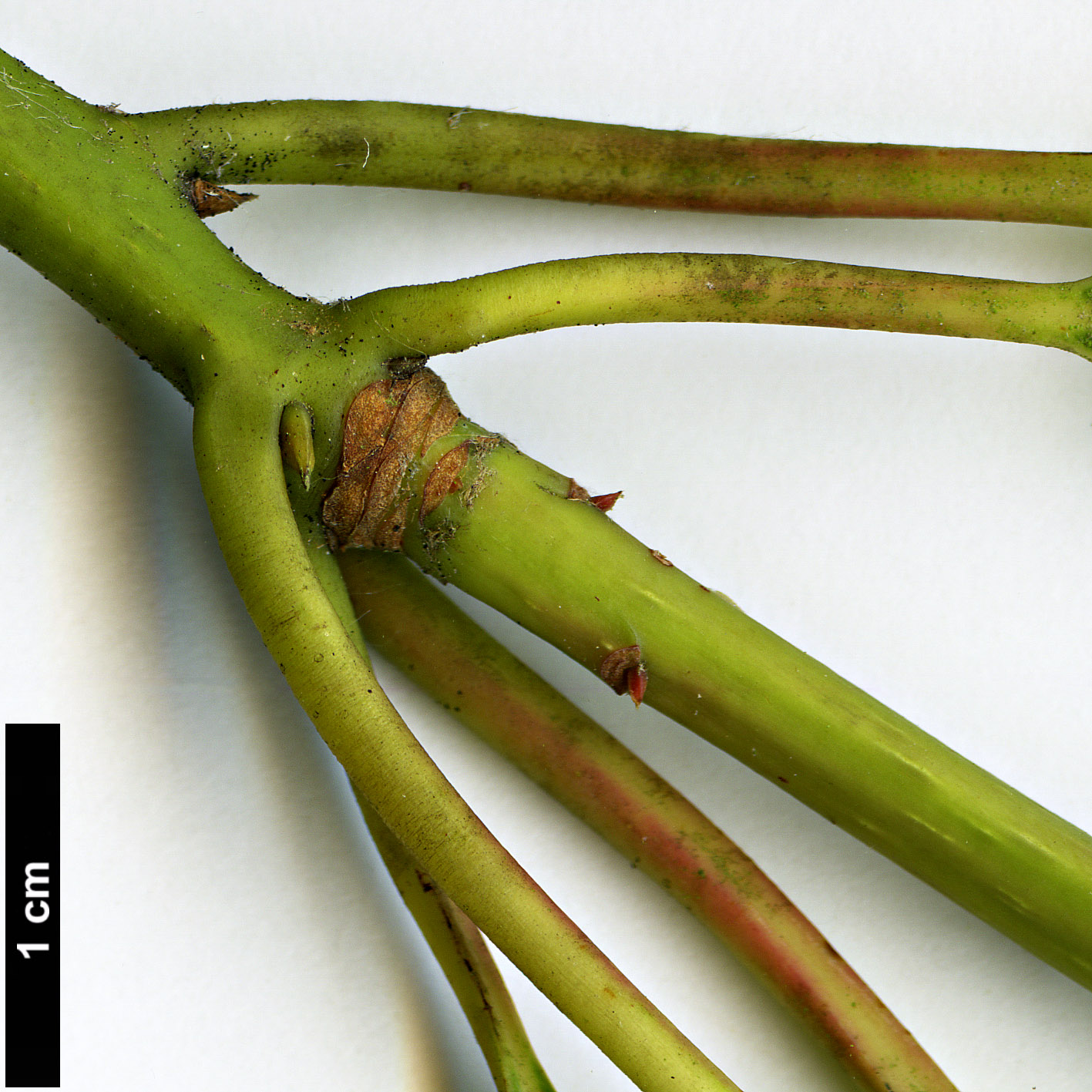 High resolution image: Family: Lauraceae - Genus: Persea - Taxon: ichangensis