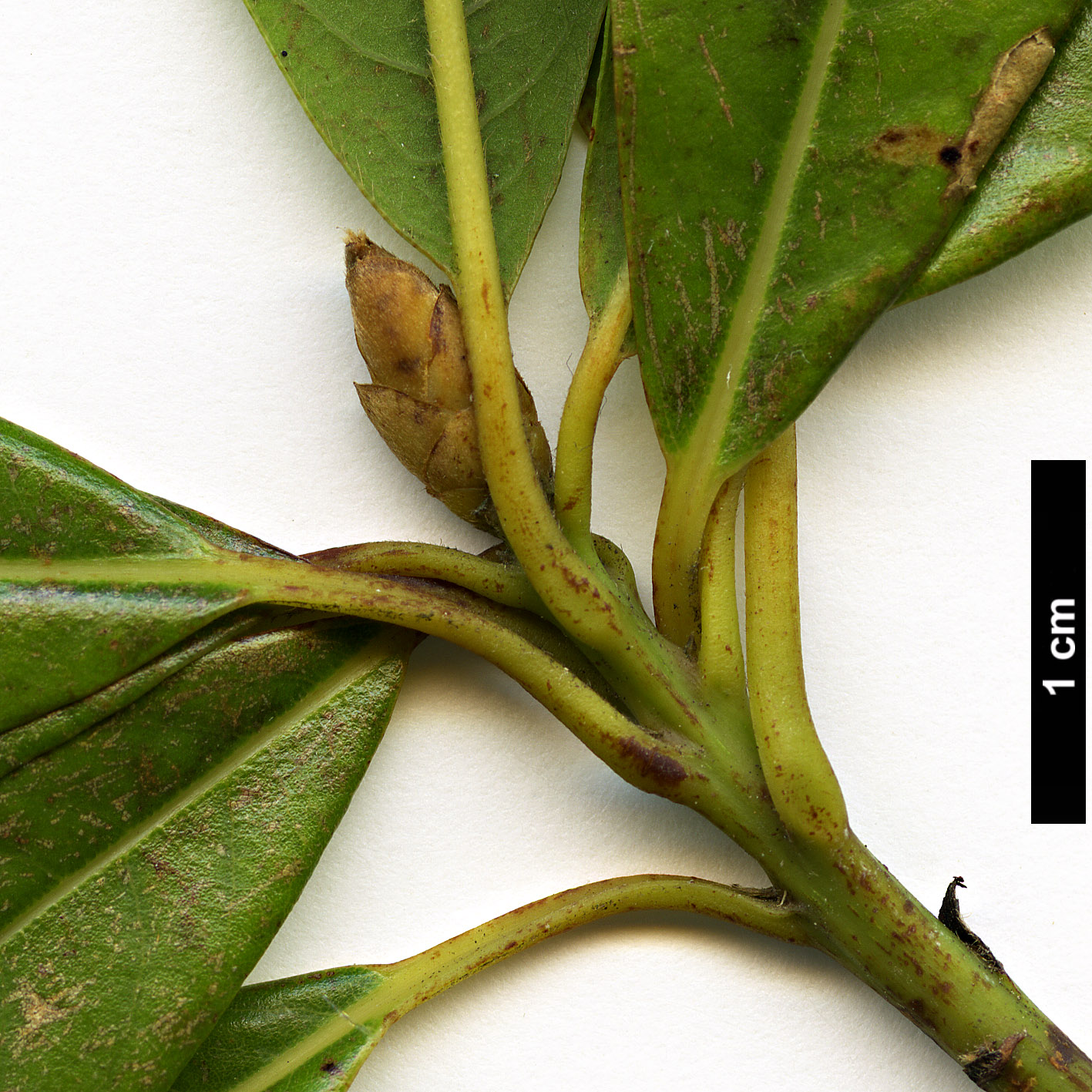 High resolution image: Family: Lauraceae - Genus: Phoebe - Taxon: bournei