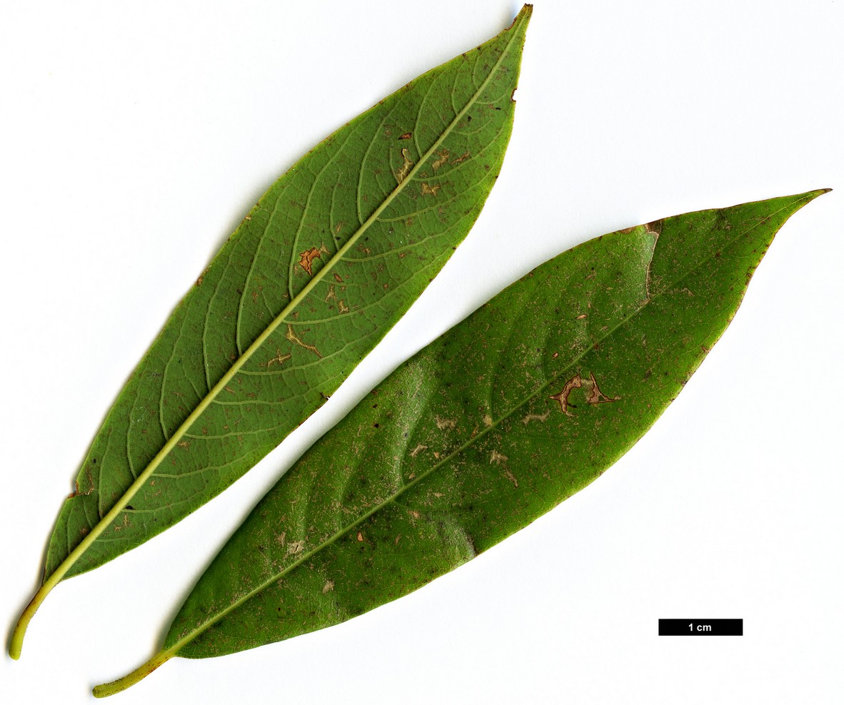 High resolution image: Family: Lauraceae - Genus: Phoebe - Taxon: bournei