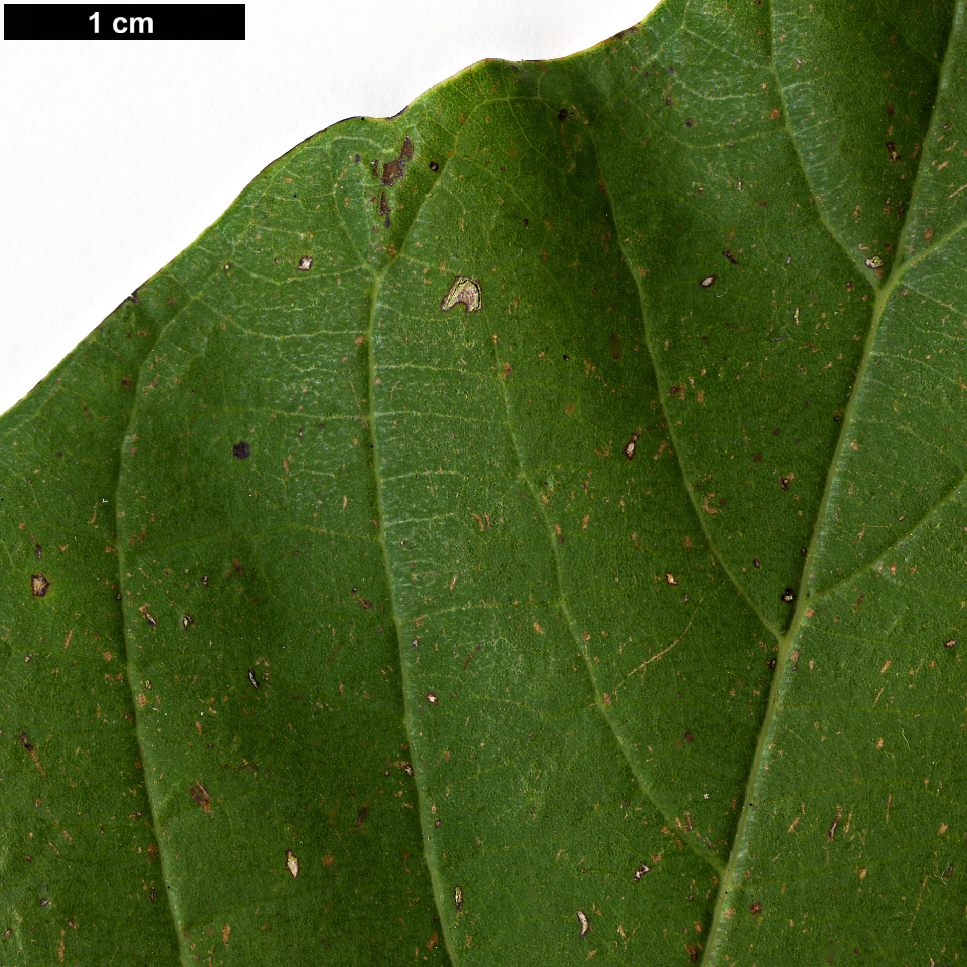 High resolution image: Family: Lauraceae - Genus: Phoebe - Taxon: formosana
