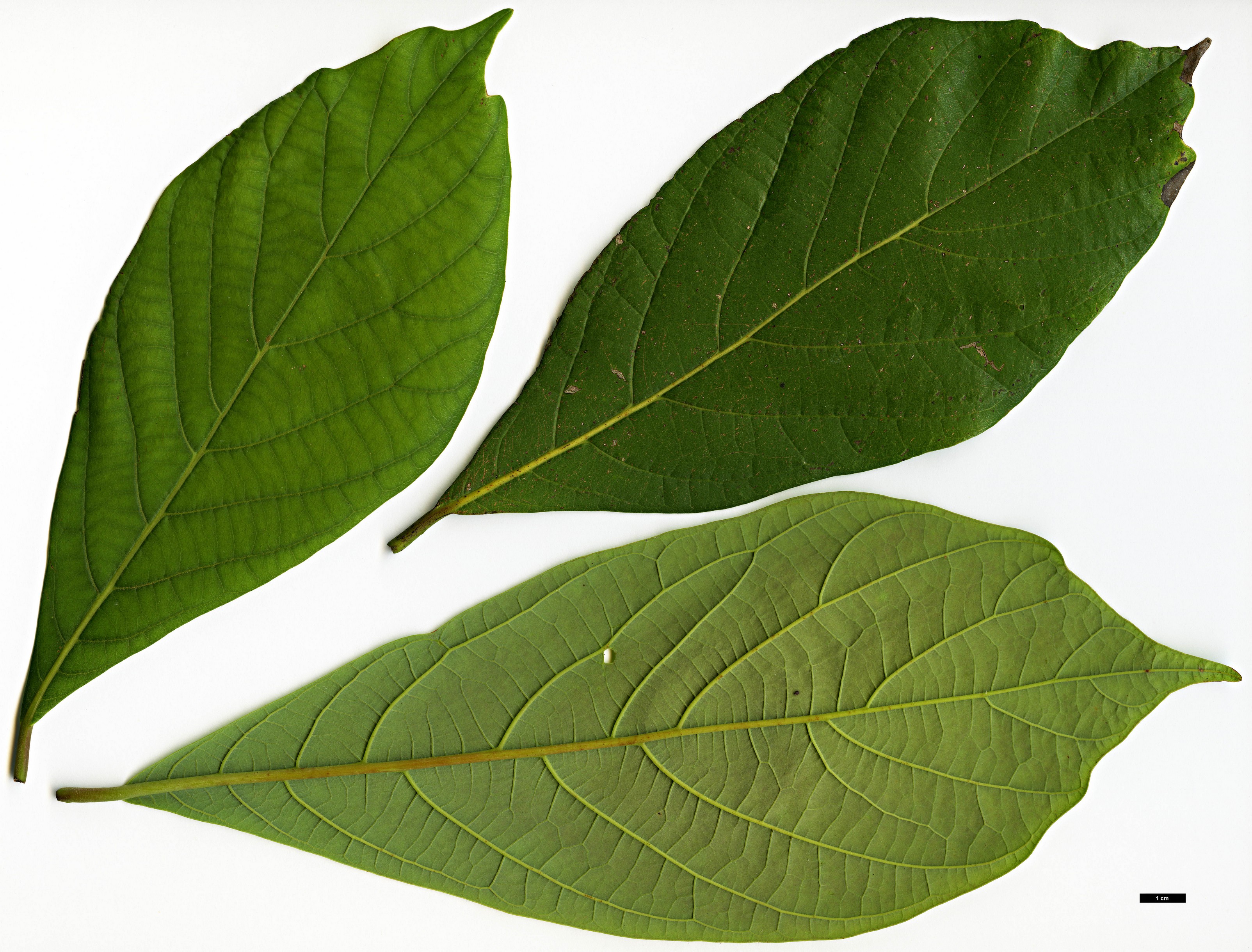 High resolution image: Family: Lauraceae - Genus: Phoebe - Taxon: formosana