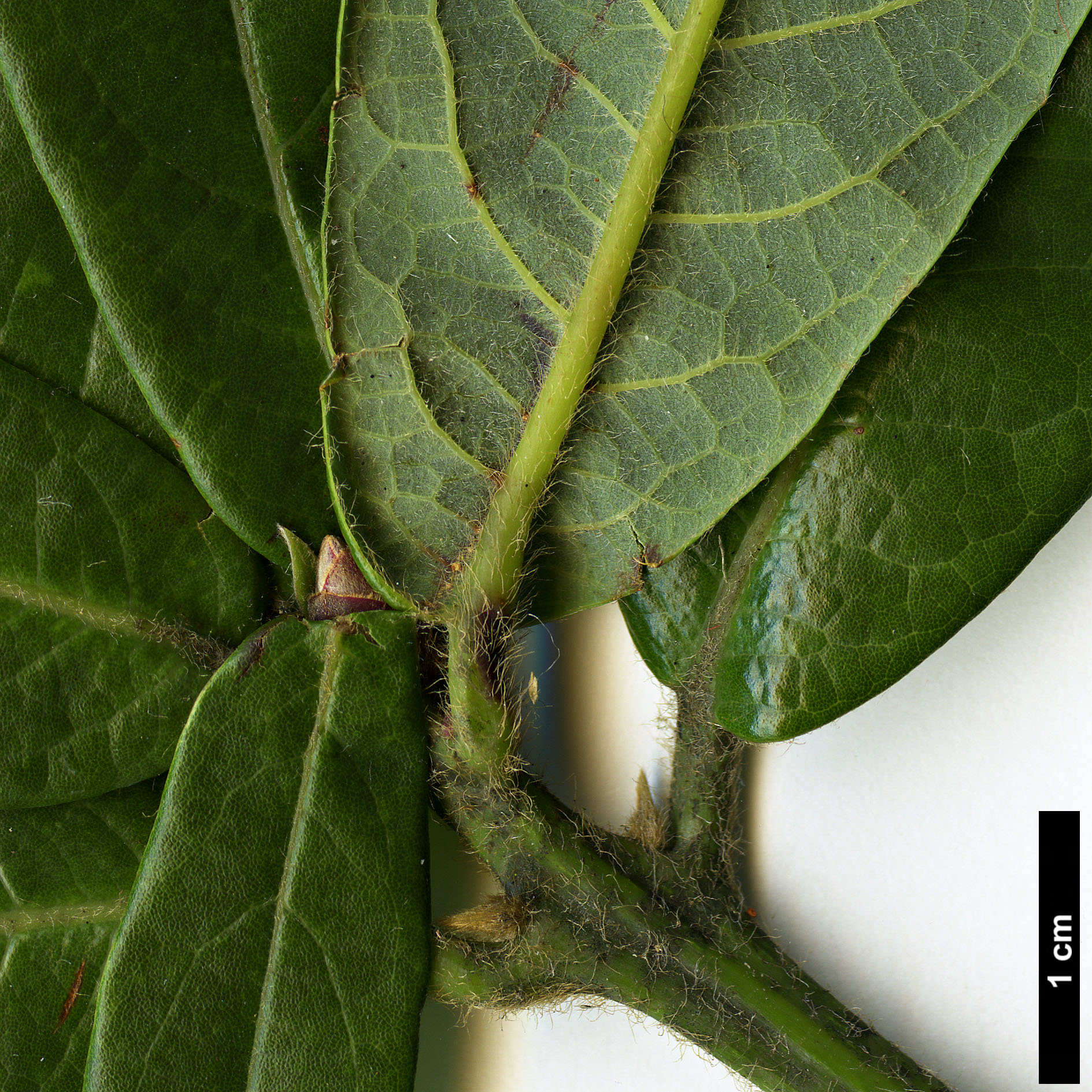 High resolution image: Family: Lauraceae - Genus: Phoebe - Taxon: forrestii