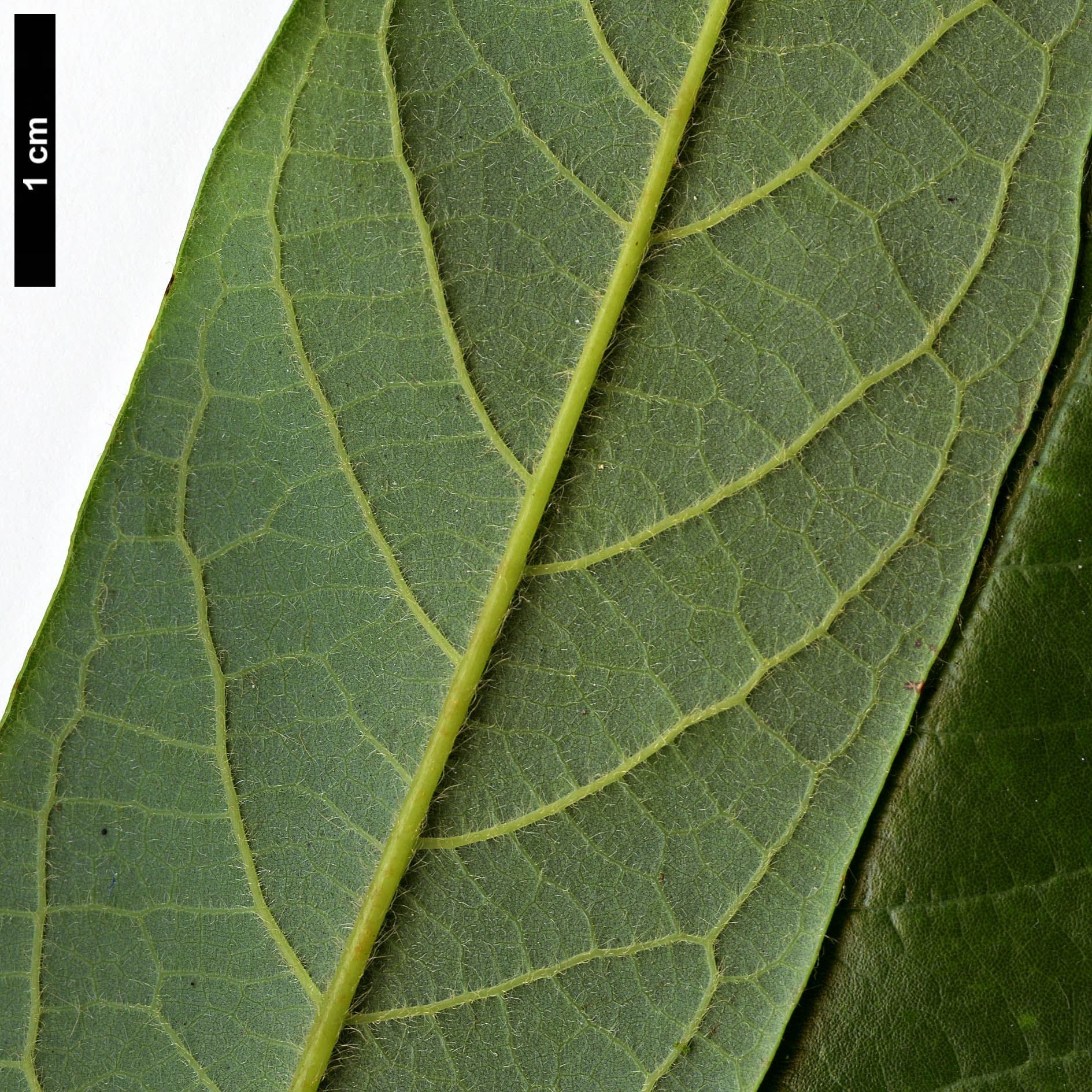 High resolution image: Family: Lauraceae - Genus: Phoebe - Taxon: forrestii