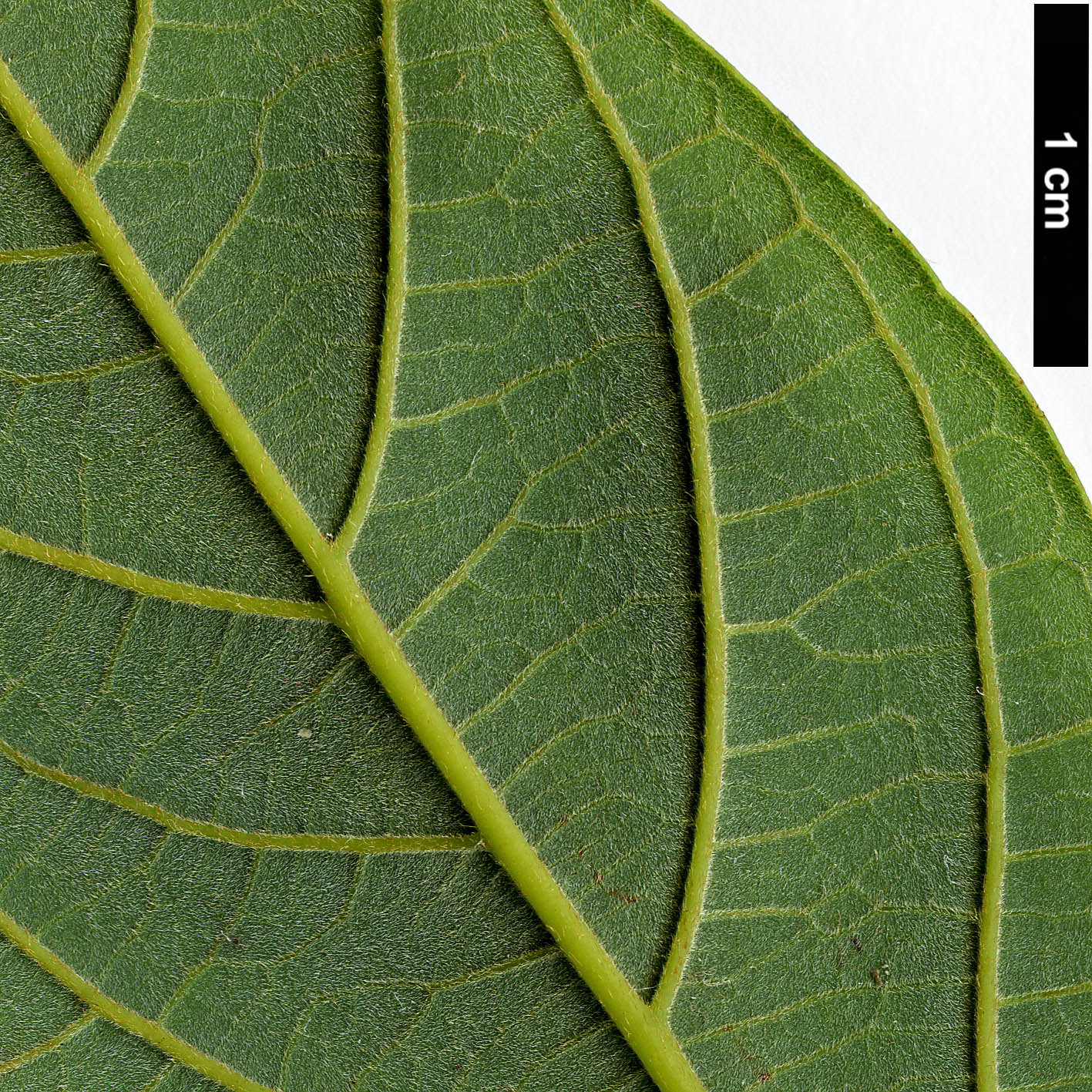 High resolution image: Family: Lauraceae - Genus: Phoebe - Taxon: hunanensis