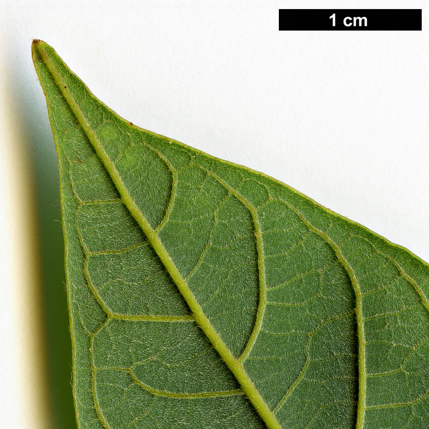 High resolution image: Family: Lauraceae - Genus: Phoebe - Taxon: hunanensis