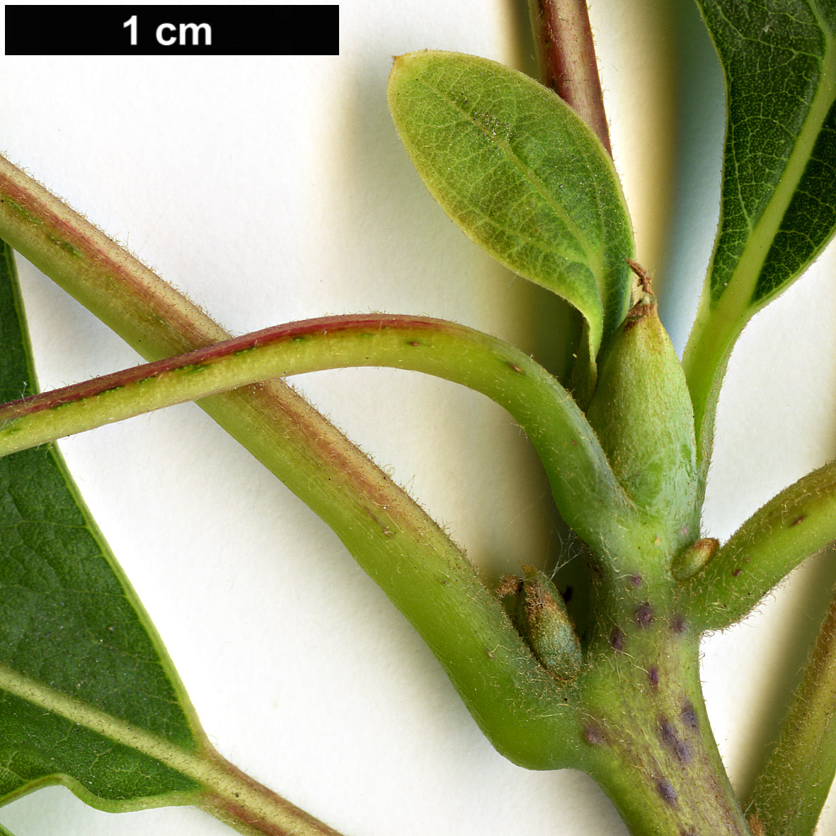 High resolution image: Family: Lauraceae - Genus: Sassafras - Taxon: albidum